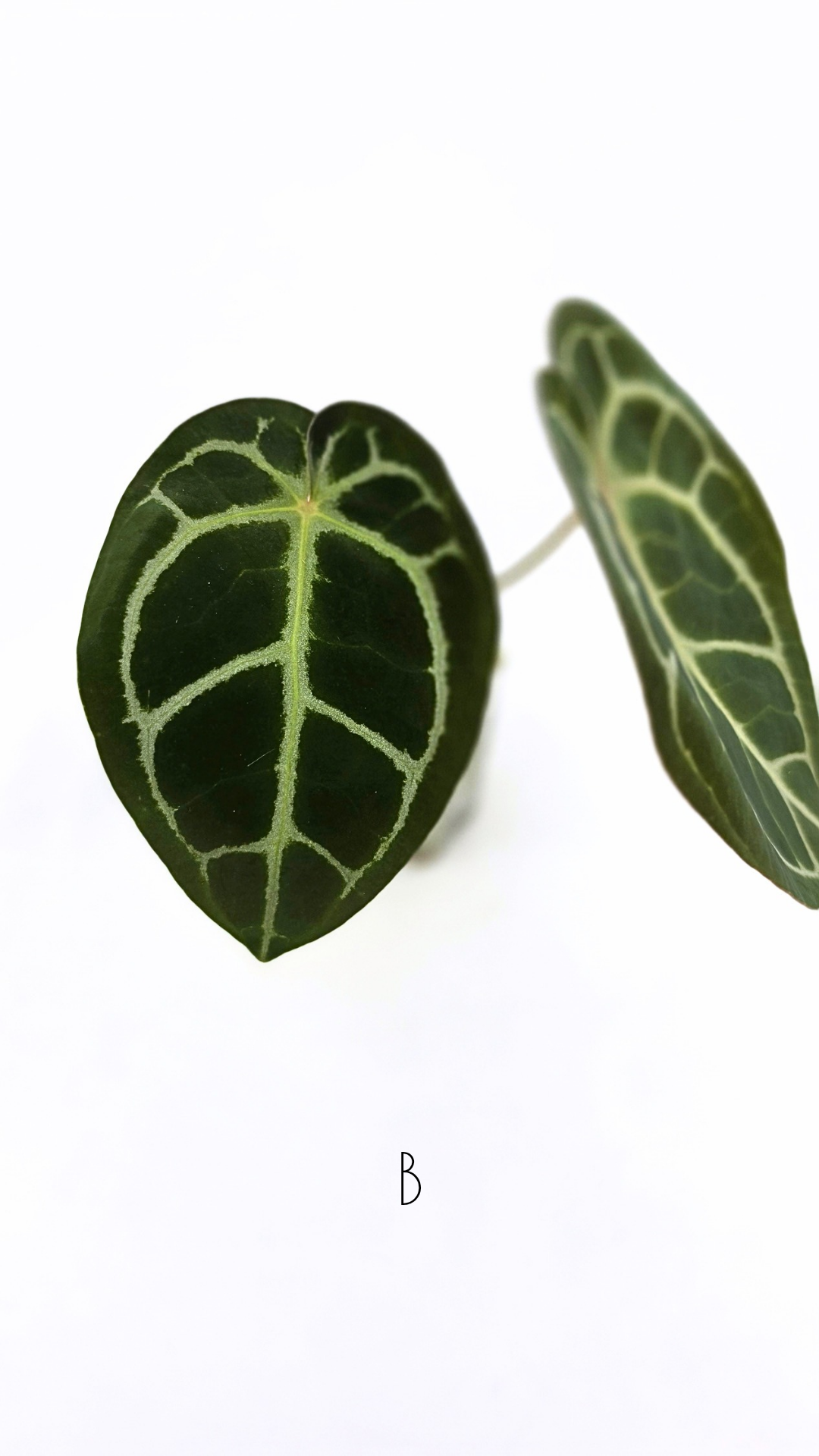 Rare anthurium hybrid Anthurium Dark Forgetii x Bessae Aff X Anthurium Michelle by The Leaf Gallery in Perth, Western Australia