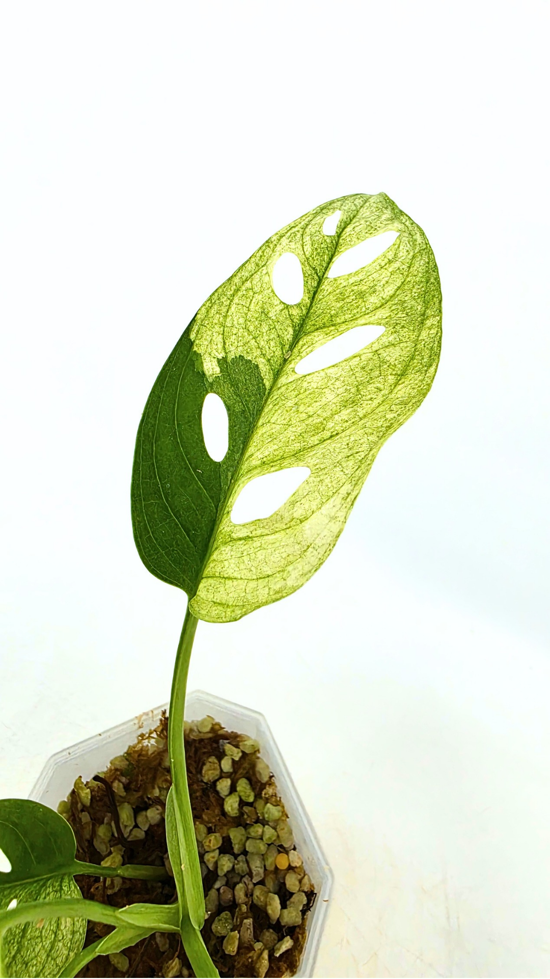 Rare indoor plant Monstera Adansonii or Monstera Swisscheese varigated grown, propagated by rare plant shop The Leaf Gallery in Perth, Western Australia