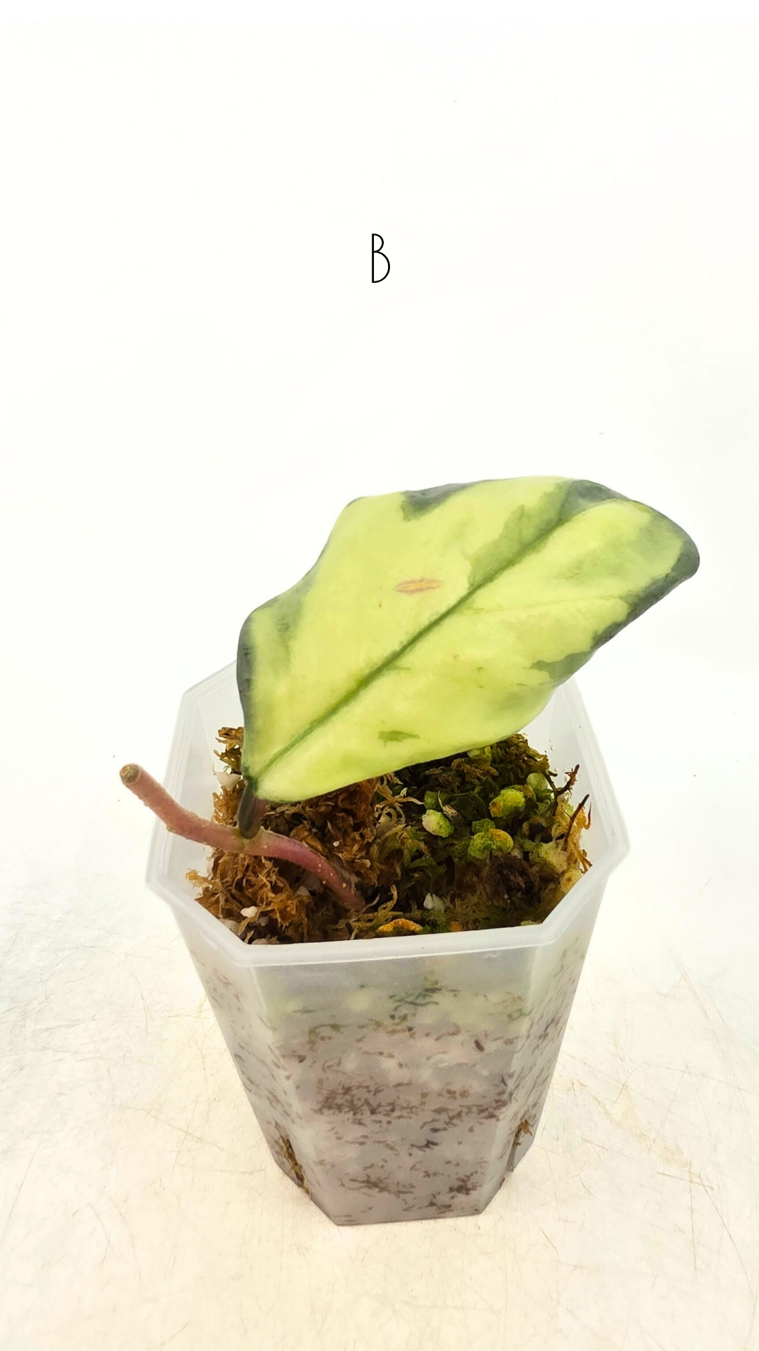 Ultra rare waxplant Hoya Argentea Princess available at rare hoya shop the Leaf Gallery in Perth, Western Australia. Rare hoya Argentea Princess is a varigated form of Hoya Nova Ghost.