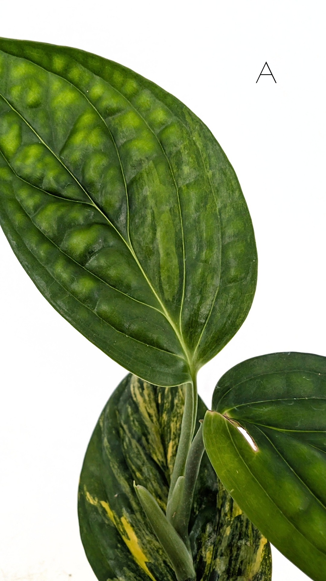 Rare indoor plant Monstera Peru Karstenianum Varigated at rare plant shop The Leaf Gallery in Perth, Western Australia