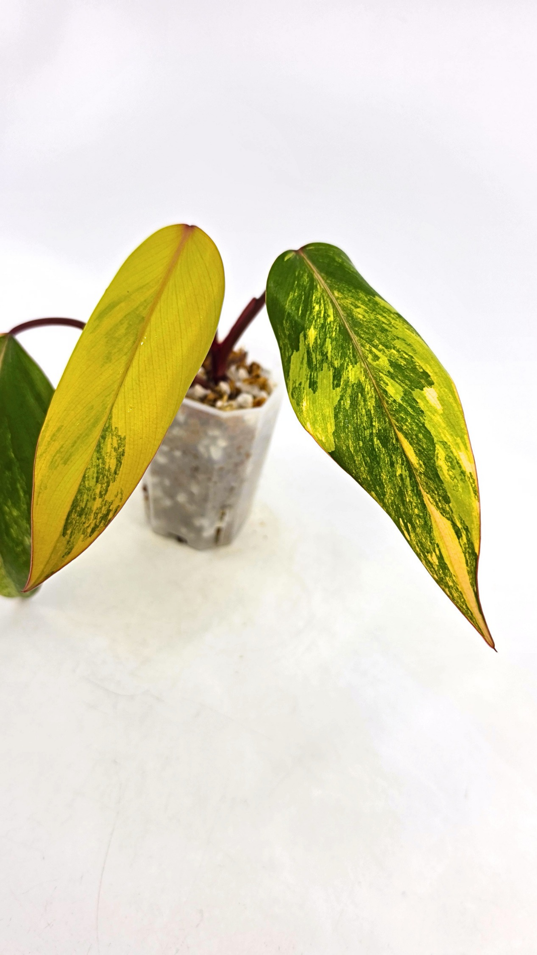 Rare indoor plant Philodendron Strawberry Shake grown and propagated by rare plant shop The Leaf Gallery in Perth, Western Australia