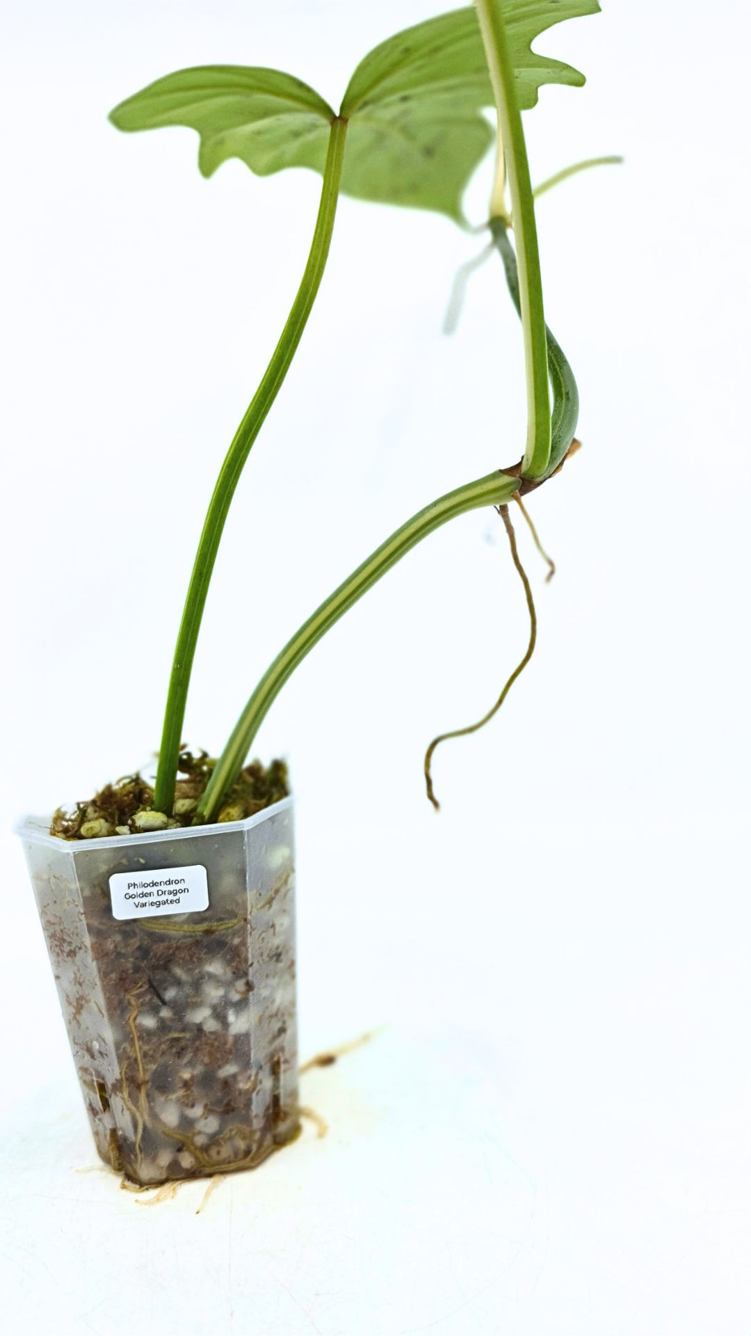 Super Rare indoor plant Philodendron Golden Dragon variegated available for sale at rare house plant shop The Leaf Gallery in Perth, Western Australia