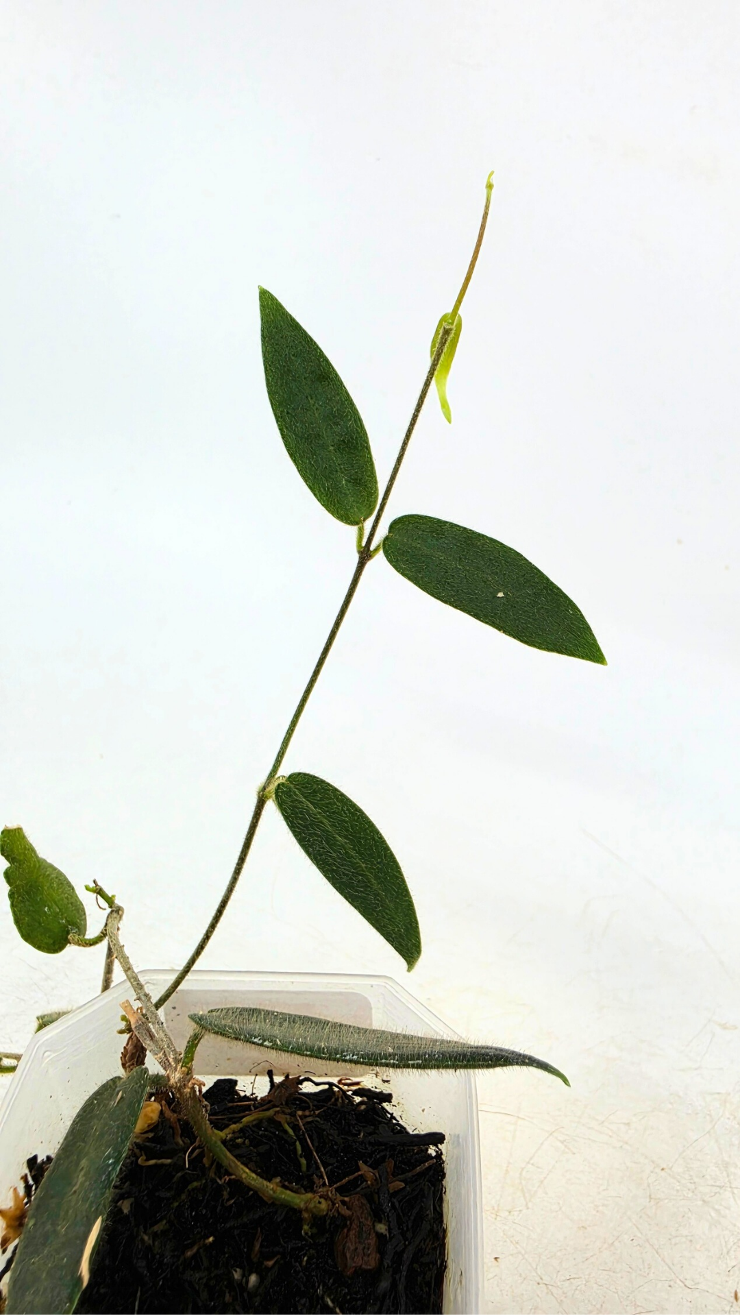 Rare waxplant Hoya Hypolasia available for sale at rare indoor plant shop The Leaf Gallery in Perth, Western Australia