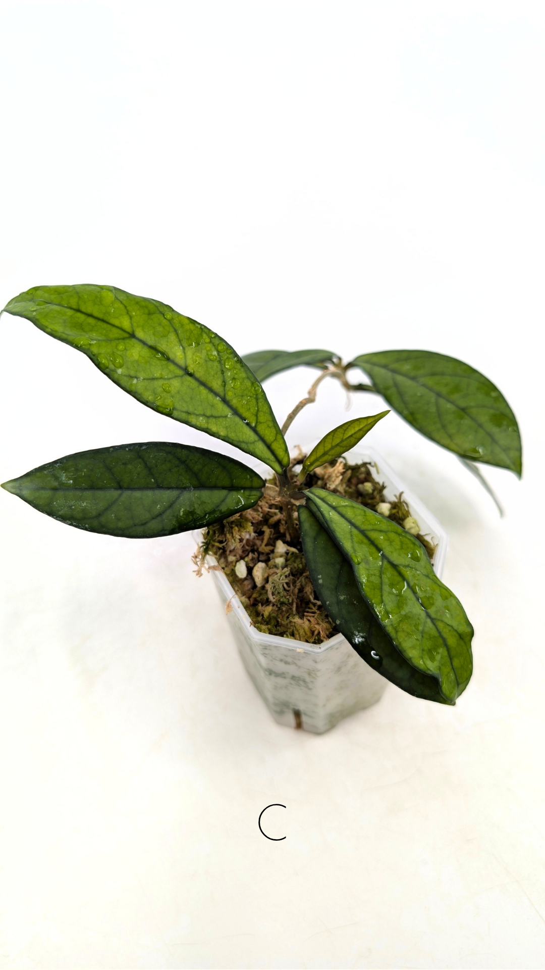 Rare waxplant Hoya Hainanensis Da Nang Vietnam available for sale at rare indoor plant shop The Leaf Gallery in Perth, Western Australia