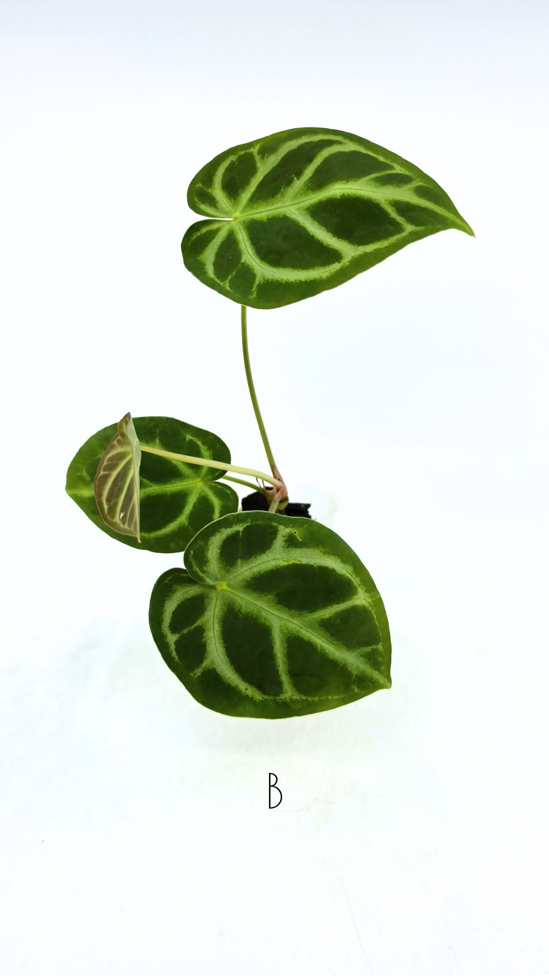 Rare indoor plant Anthurium Magnificum available for sale at rare house plant shop The Leaf Gallery in Perth, Western Australia