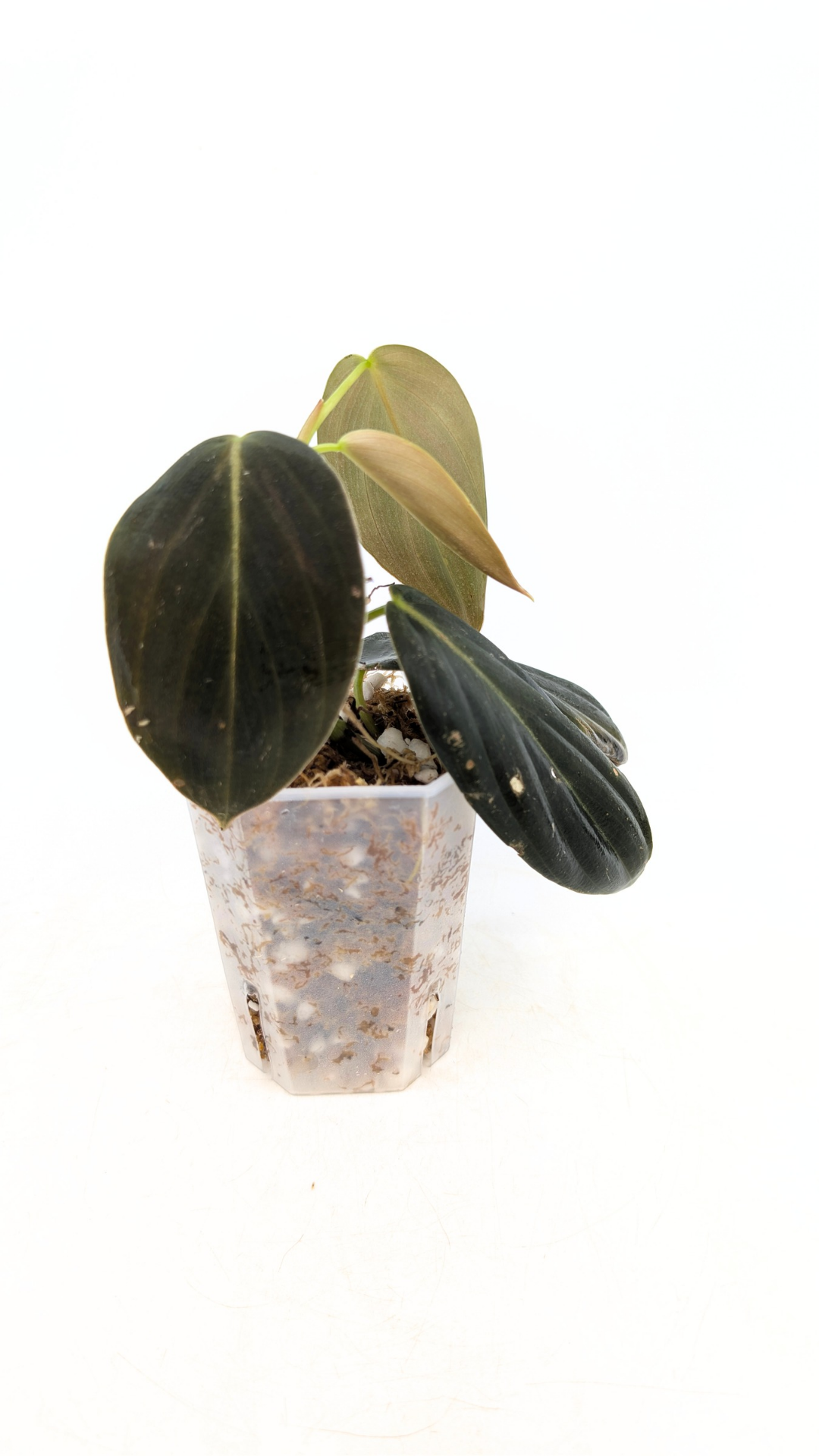 Uncommon indoor plant Philodendron Gigas available for sale at rare house plant shop The Leaf Gallery in Perth, Western Australia