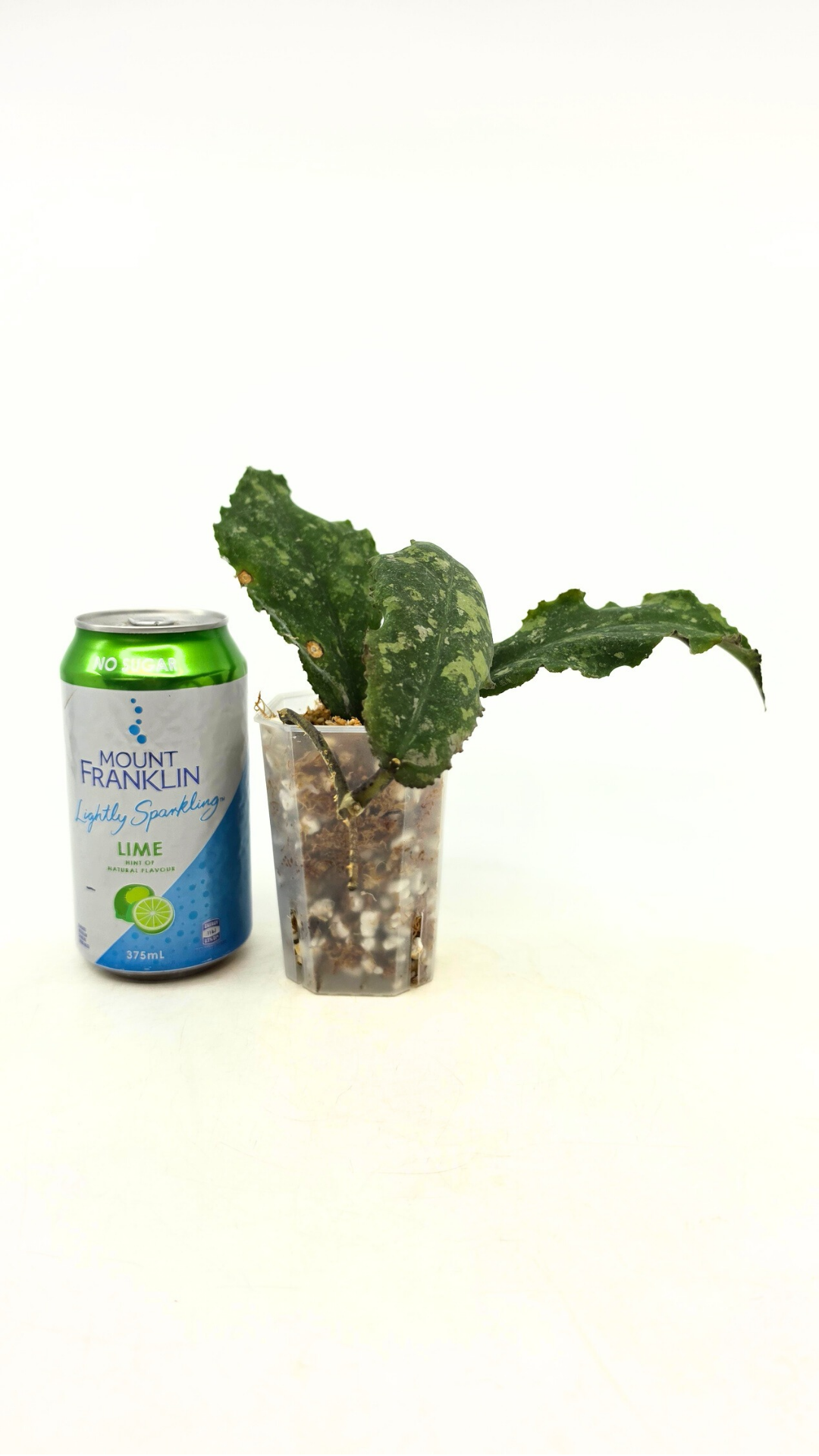 Rare waxplant Hoya Undulata available for sale at rare indoor plant shop The Leaf Gallery in Perth, Western Australia