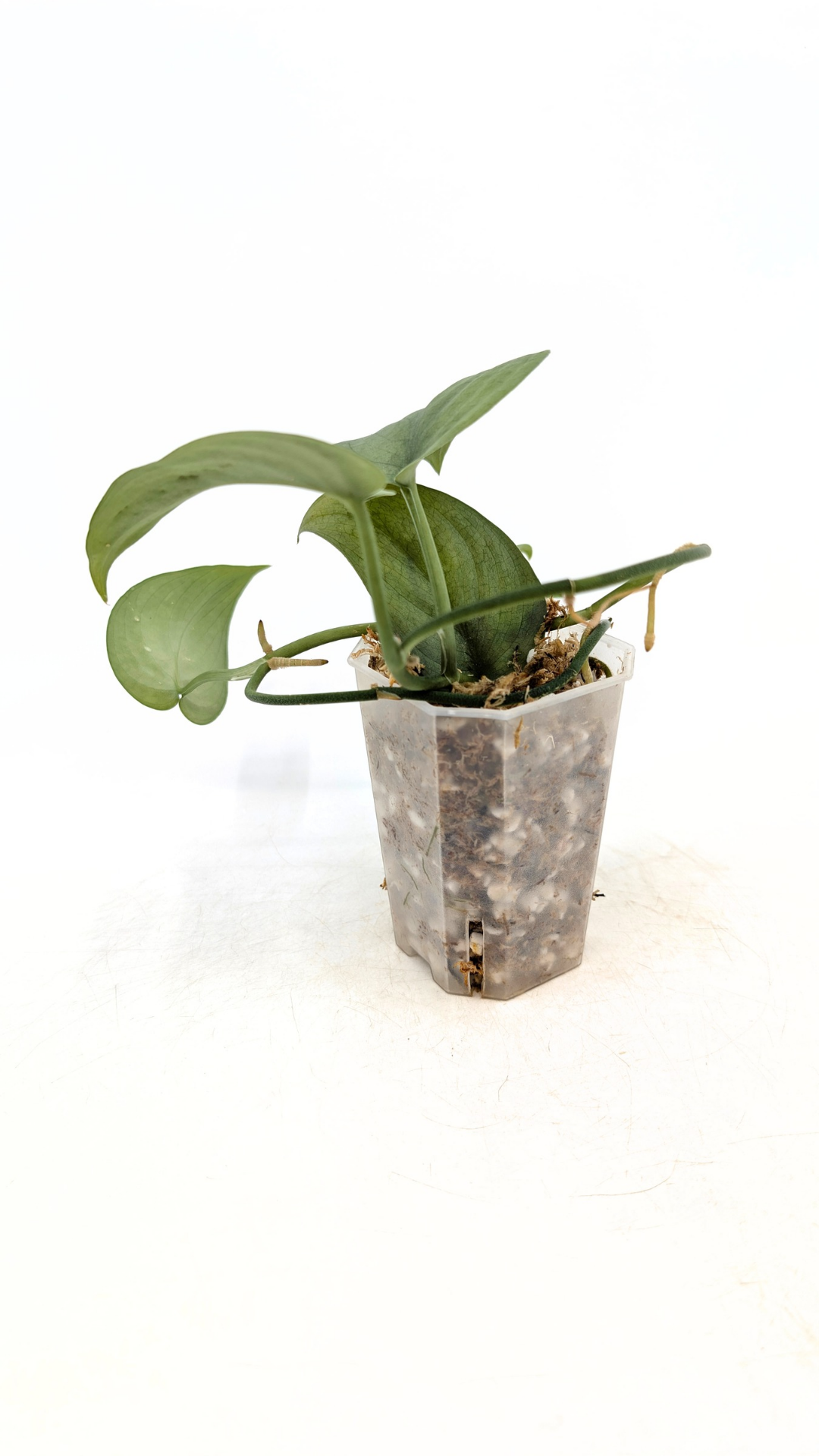 Rare indoor plant Scindapsus Platinum available for sale at rare plant shop The Leaf Gallery in Perth, Western Australia