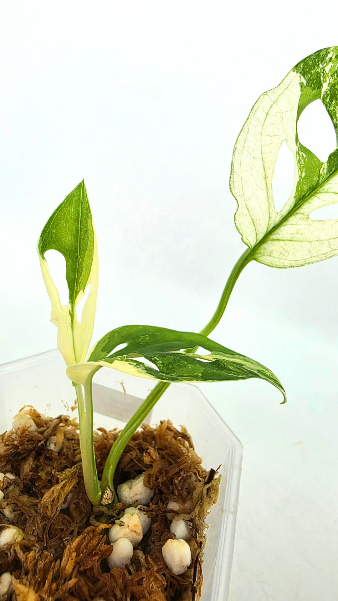 Rare indoor plant Monstera Adansonii Albo Varigated available for sale at rare houseplant shop The Leaf Gallery in Perth, Western Australia