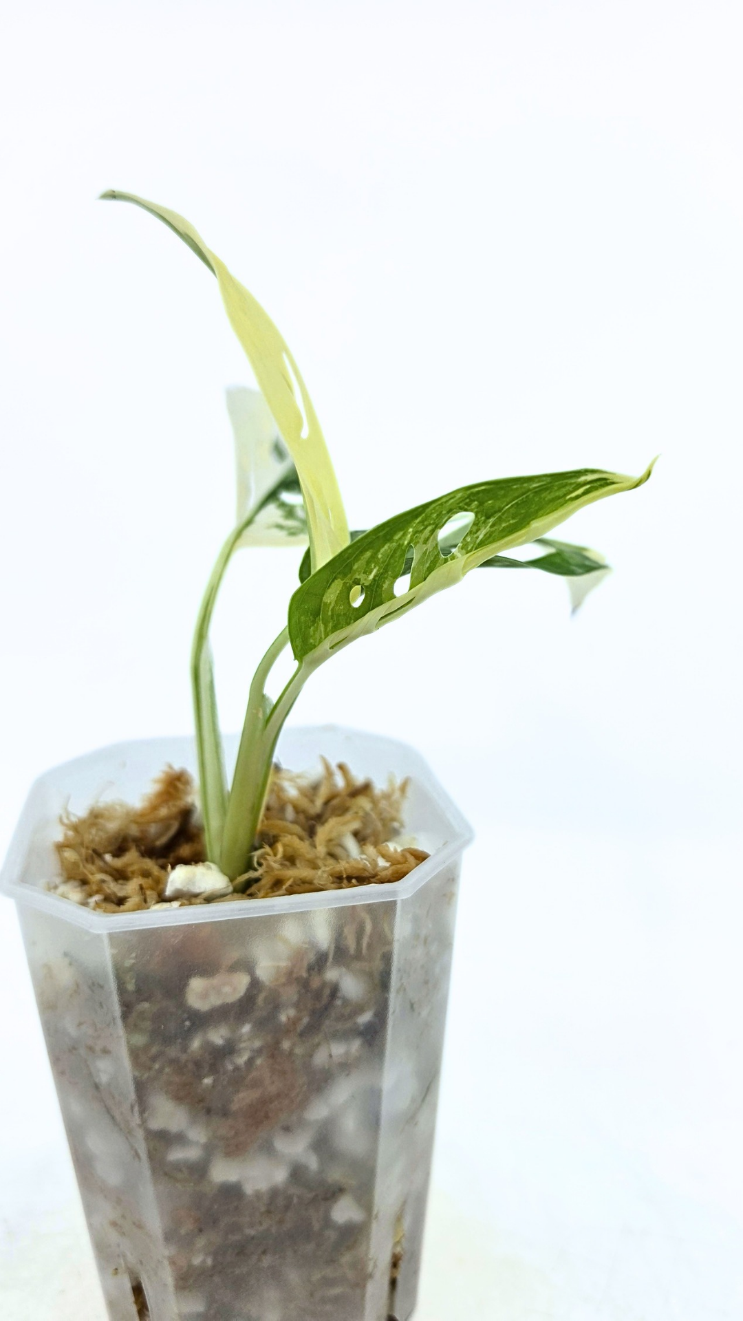 Rare indoor plant Monstera Adansonii Albo Varigated available for sale at rare houseplant shop The Leaf Gallery in Perth, Western Australia