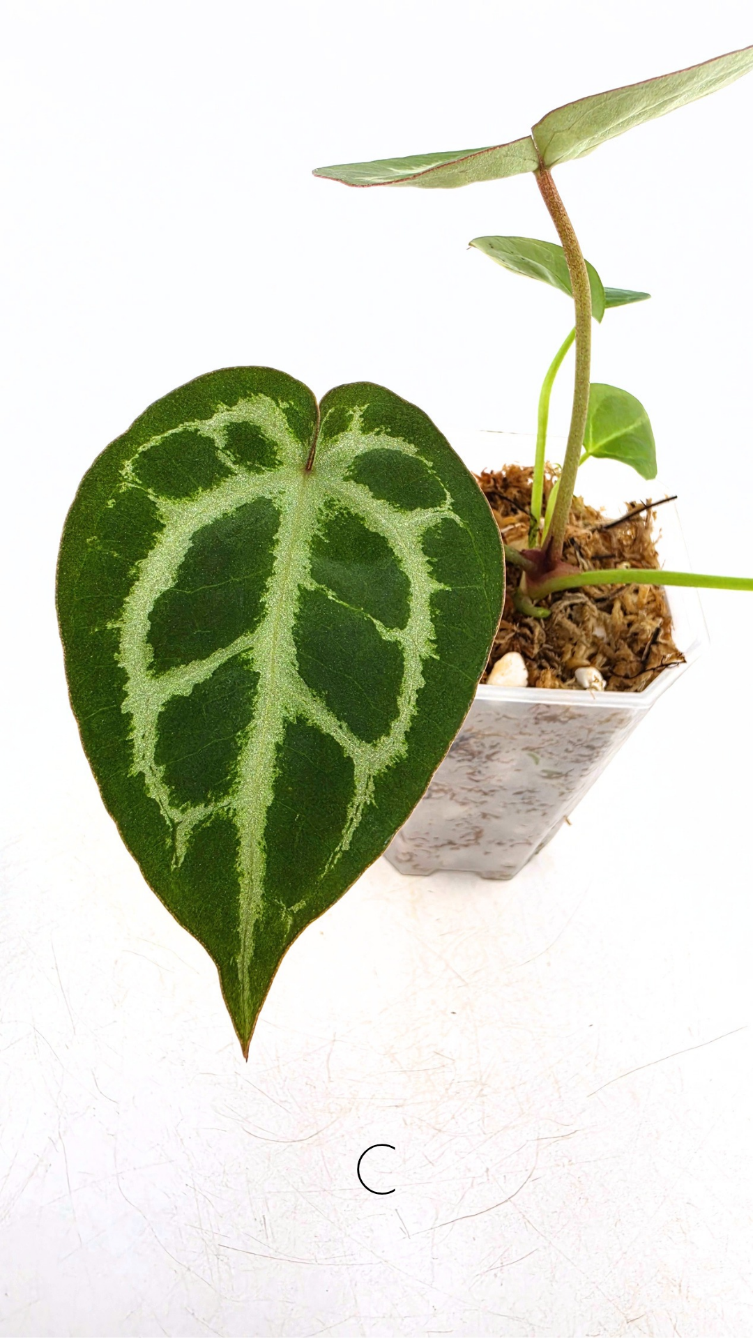 Rare anthurium hybrid Anthurium red dorayaki mutation with Anthurium Michelle by The Leaf Gallery in Perth, Western Australia