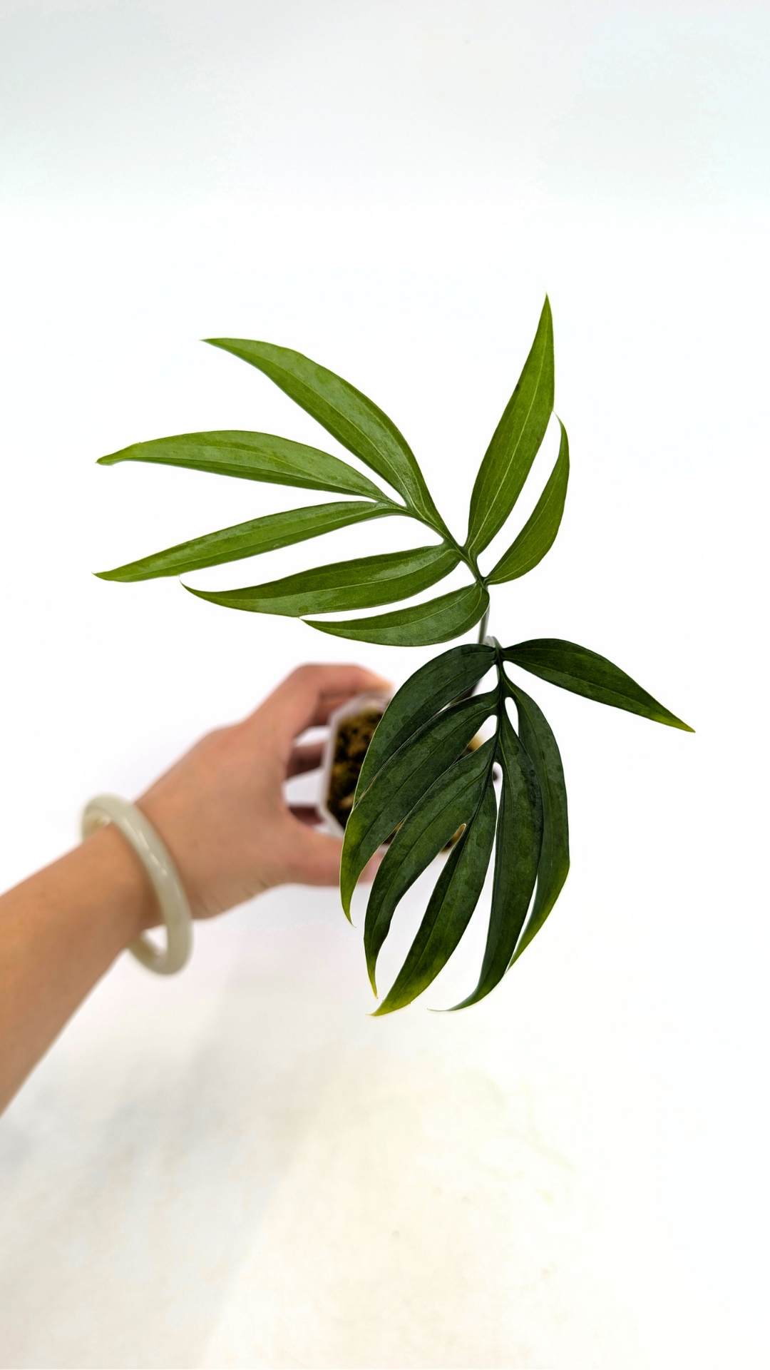 Rare indoor plant Monstera Subpinata available for sale at rare house plant shop The Leaf Gallery in Perth, Western Australia.