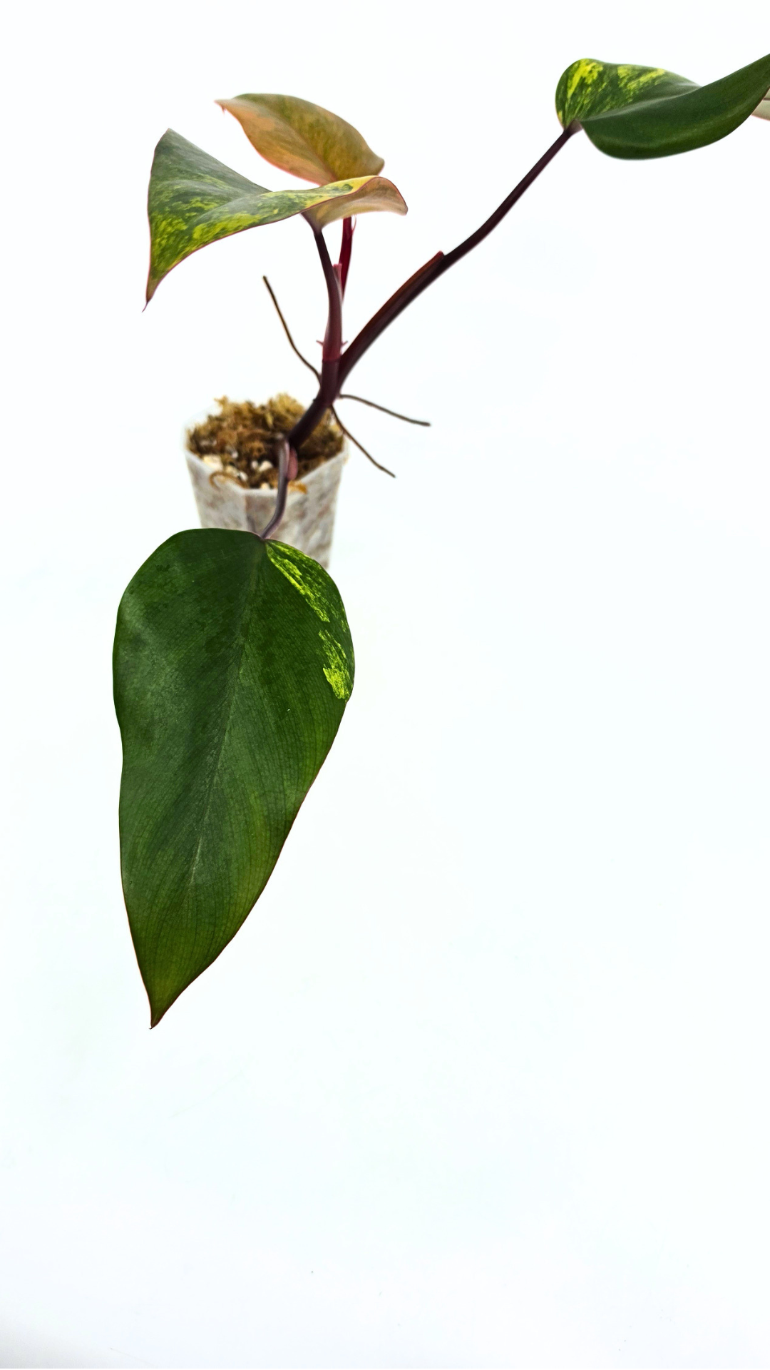 Rare indoor plant Philodendron Strawberry Shake grown and propagated by rare plant shop The Leaf Gallery in Perth, Western Australia