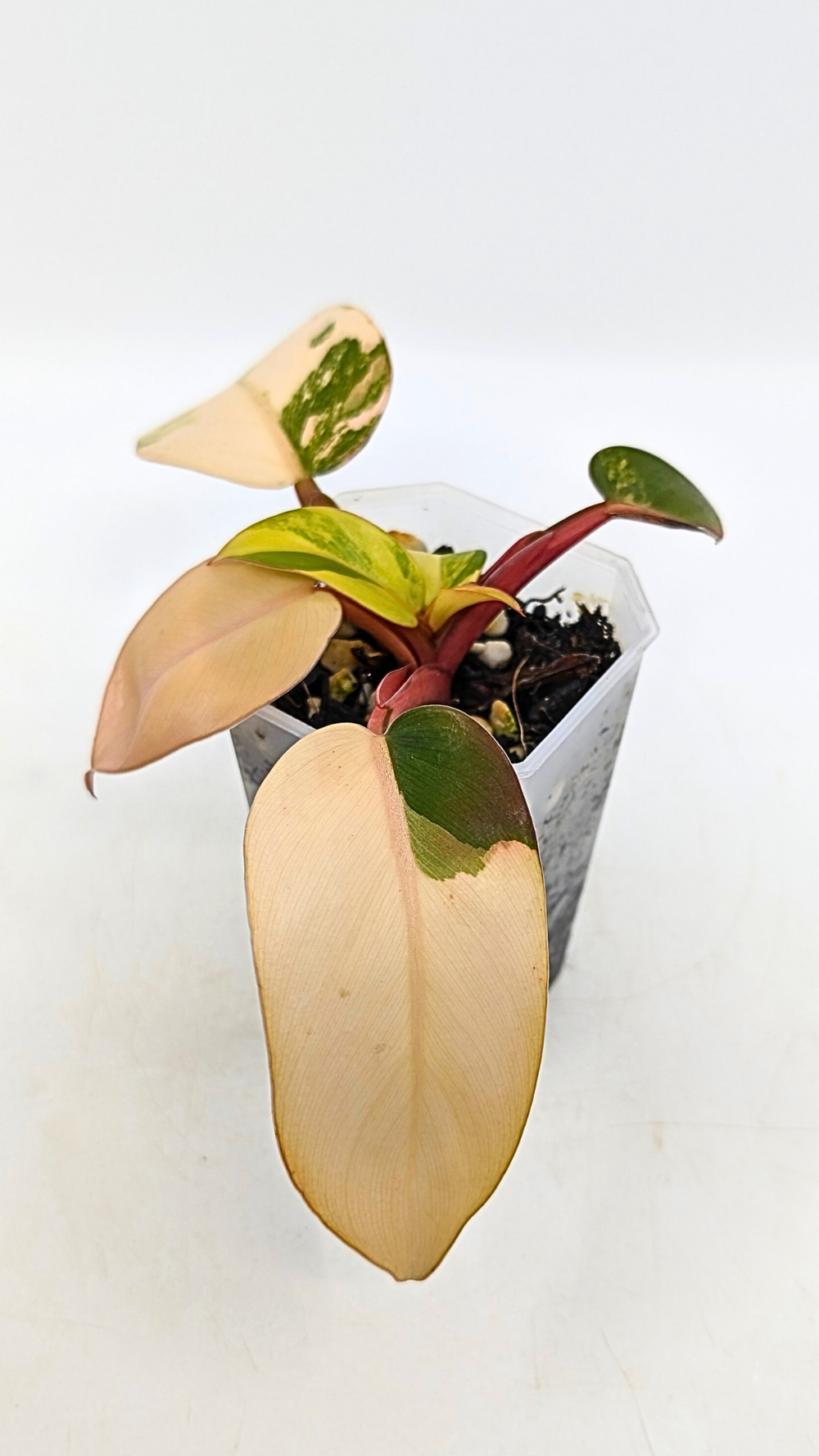 Philodendron Prince of Orange Varigated  The Leaf Gallery