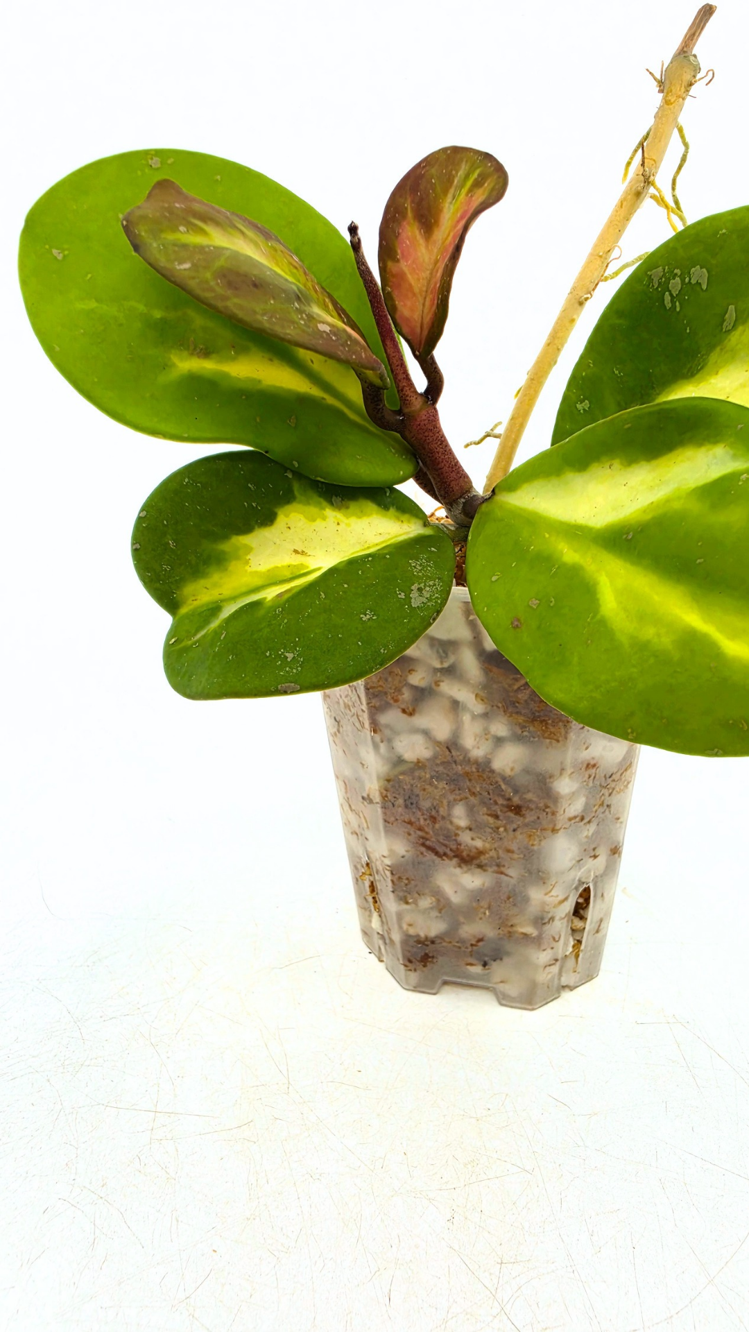Rare waxplant Hoya Obavata Splash Variegated available for sale at rare indoor plant shop The Leaf Gallery in Perth, Western Australia.
