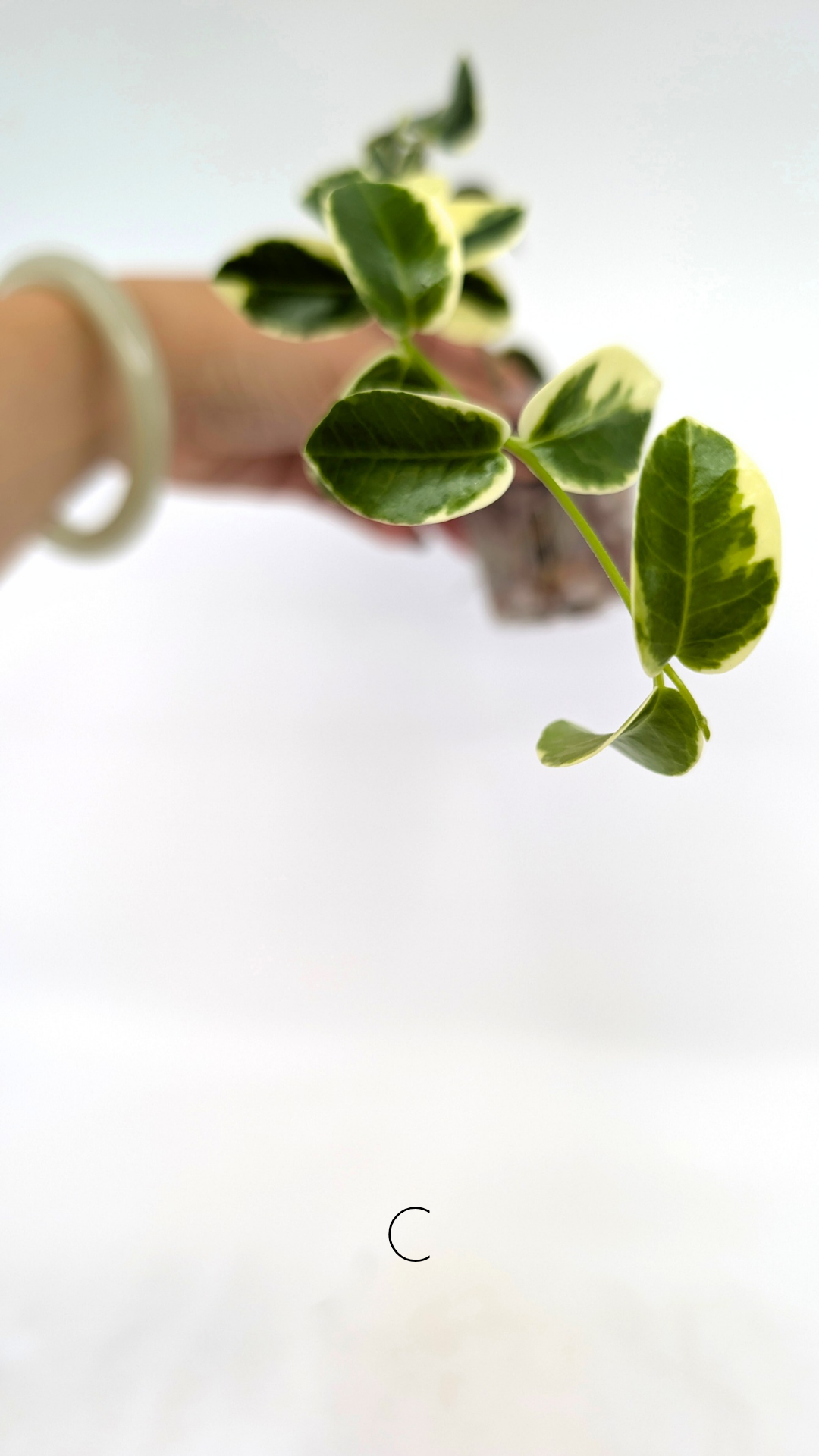 Rare waxplant Hoya Cumingiana Albo available for sale at rare indoor plant shop The Leaf Gallery in Perth, Western Australia