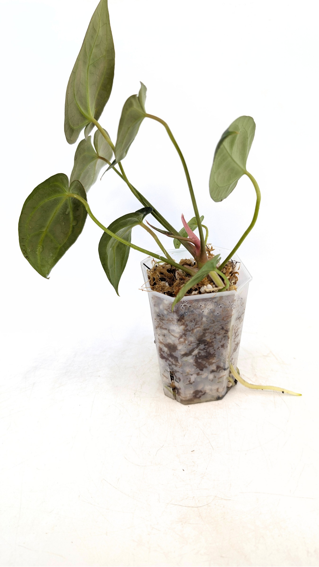 Rare anthurium hybrid Dark Forgetii x Bessae Aff available from rare plant shop The Leaf Gallery in Perth, Western Australia