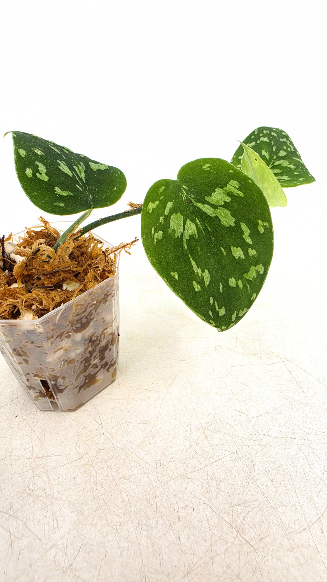 Rare indoor plant Scindapsus Pictus Haask Snake Scale Available for sale at rare plant shop The Leaf Gallery in Perth, Western Australia