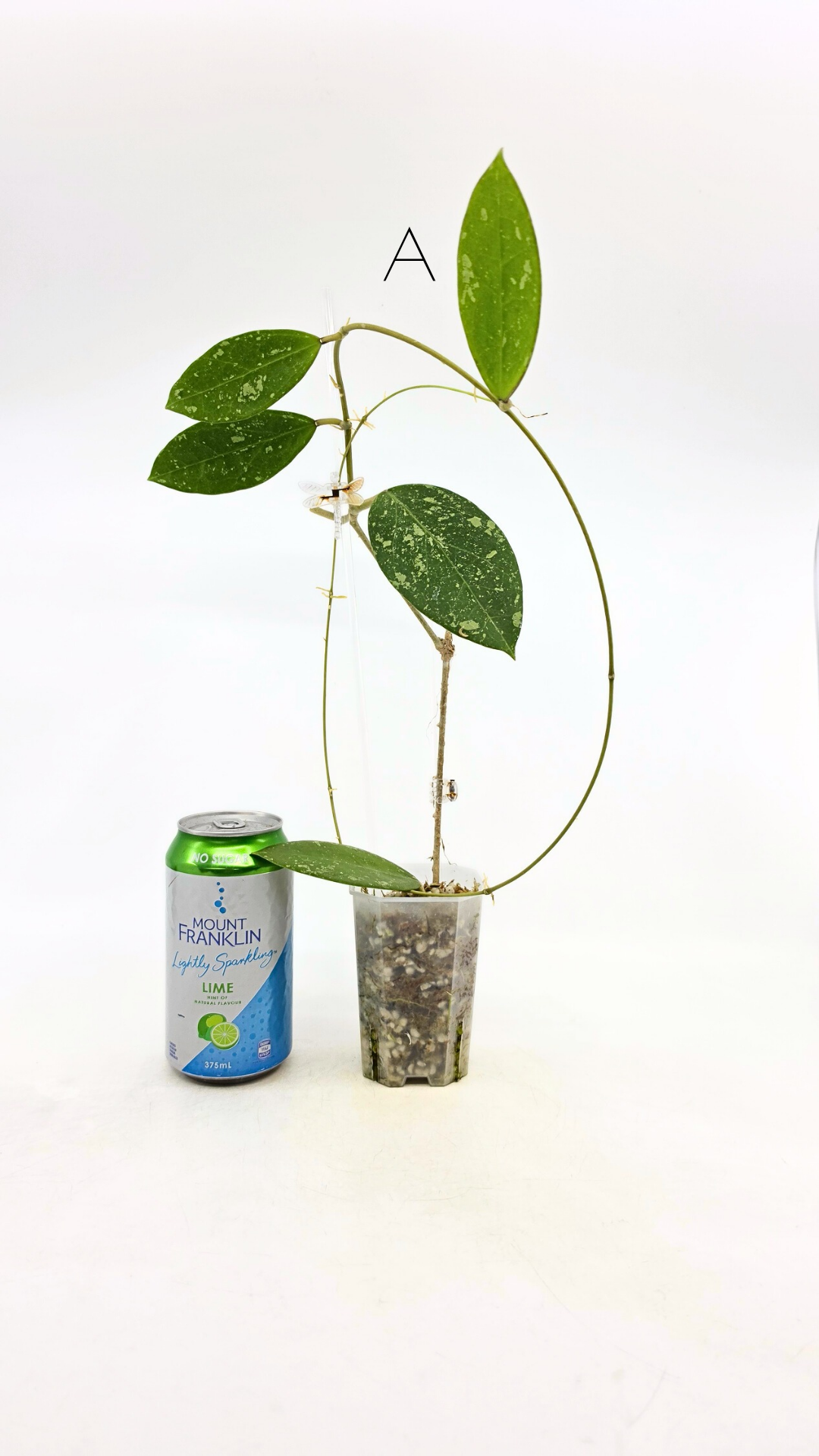 Single plants upload_20251208_171351_0001.png