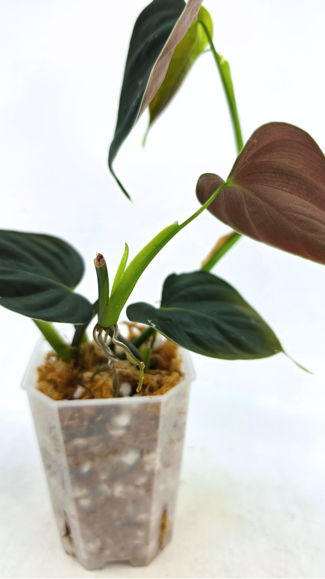 Rare indoor plant Philodendron Lupinum available for sale at rare house plant shop The Leaf Gallery in Perth, Western Australia