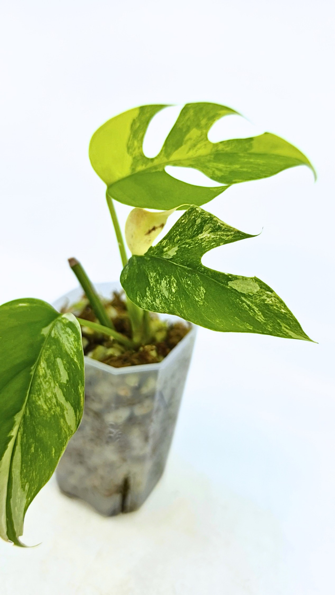 Rare indoor plant Raphidophora Tetrasperma Aurea for sale by rare plant shop The Leaf Gallery in Perth