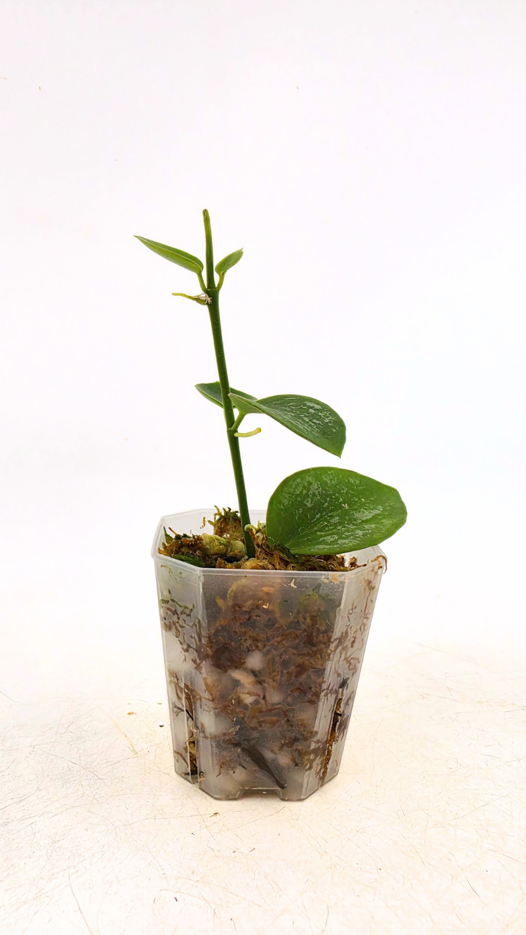 Rare waxplant Hoya Collina Biak Irian Jaya IML1187 available for sale at rare indoor plant shop The Leaf Gallery in Perth, Western Australia