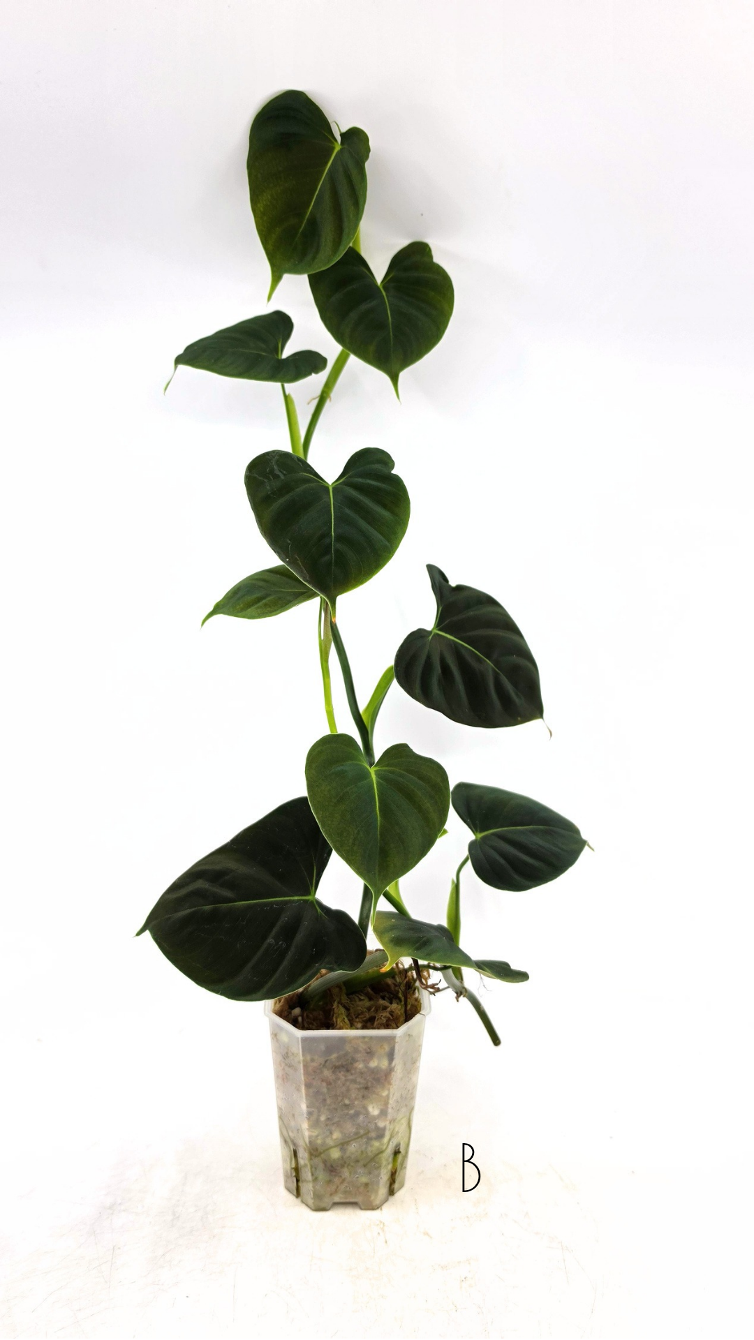 Rare indoor plant Philodendron Lupinum available for sale at rare house plant shop The Leaf Gallery in Perth, Western Australia