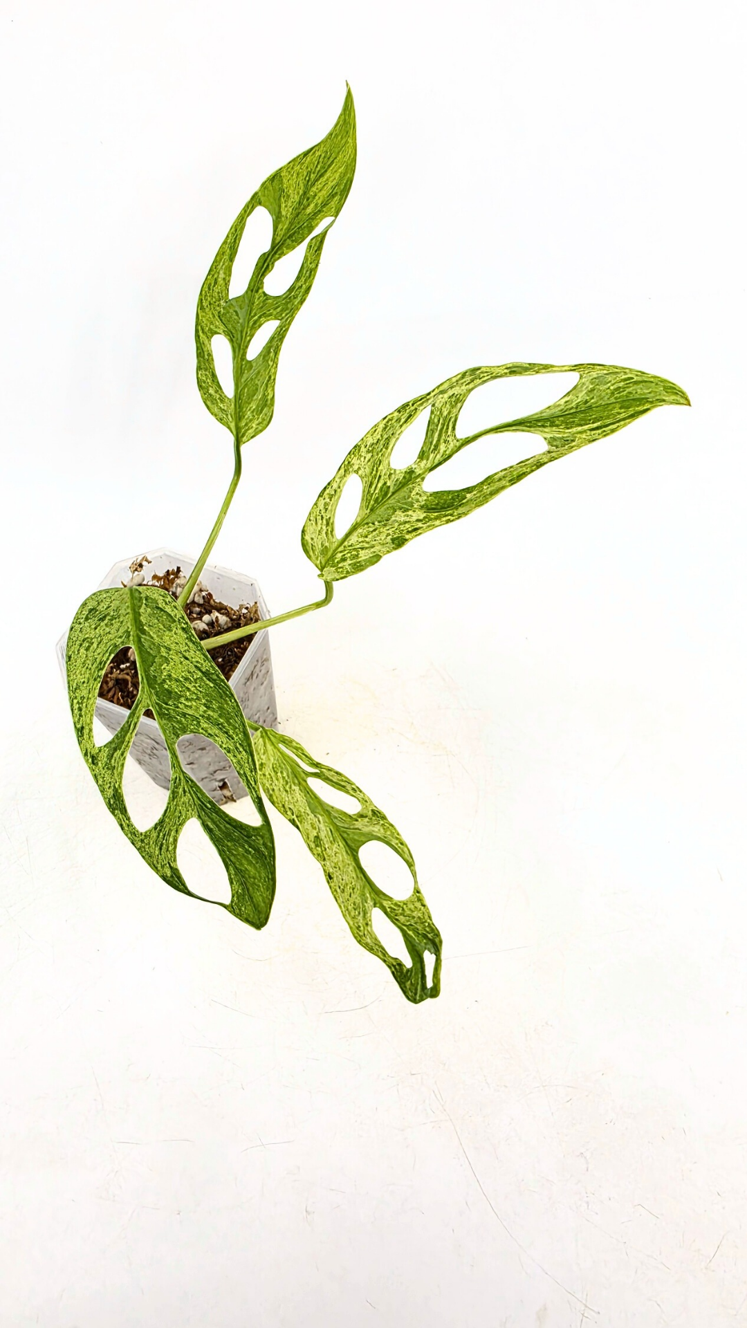 Rare indoor house plant Monstera Adansonii Mottled Mint Varigation available for sale at rare plant shop The Leaf Gallery in Perth, Western Australia