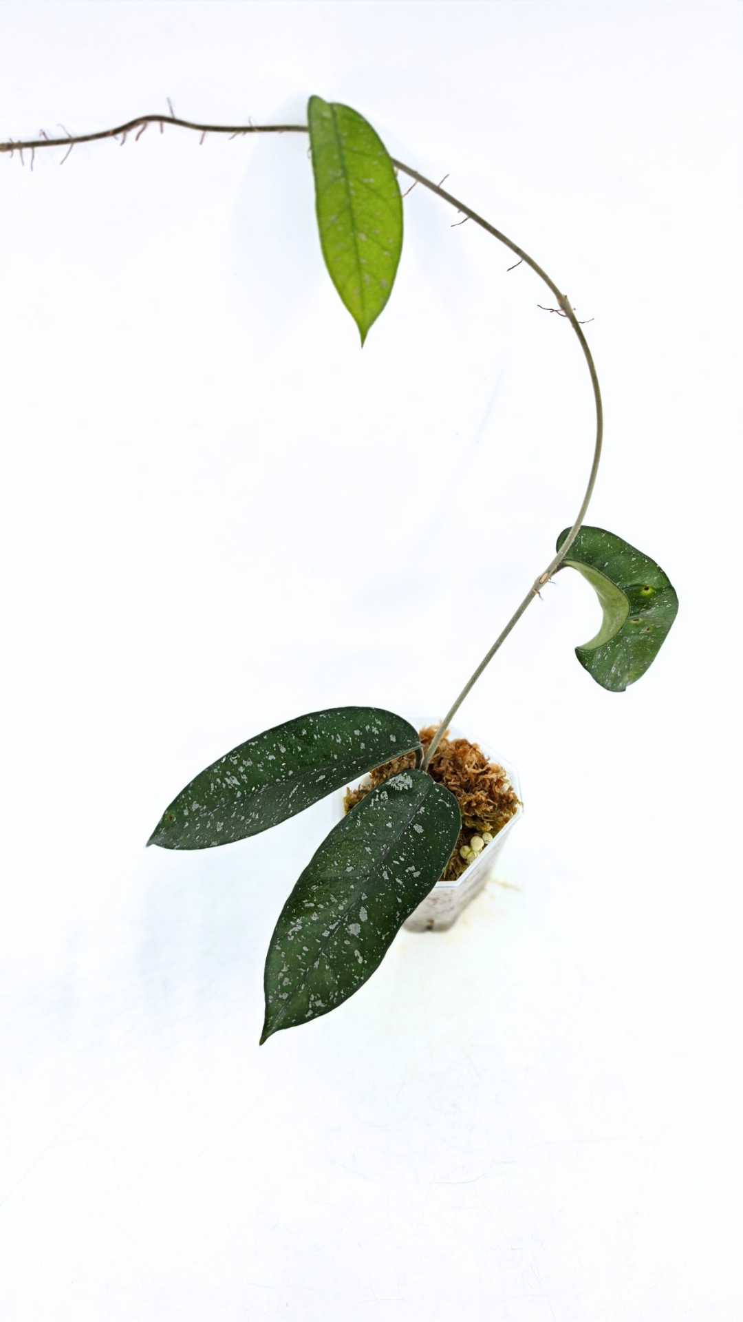 Rare waxplant Hoya Starry Night available for sale at The Leaf Gallery in Perth, Western Australia