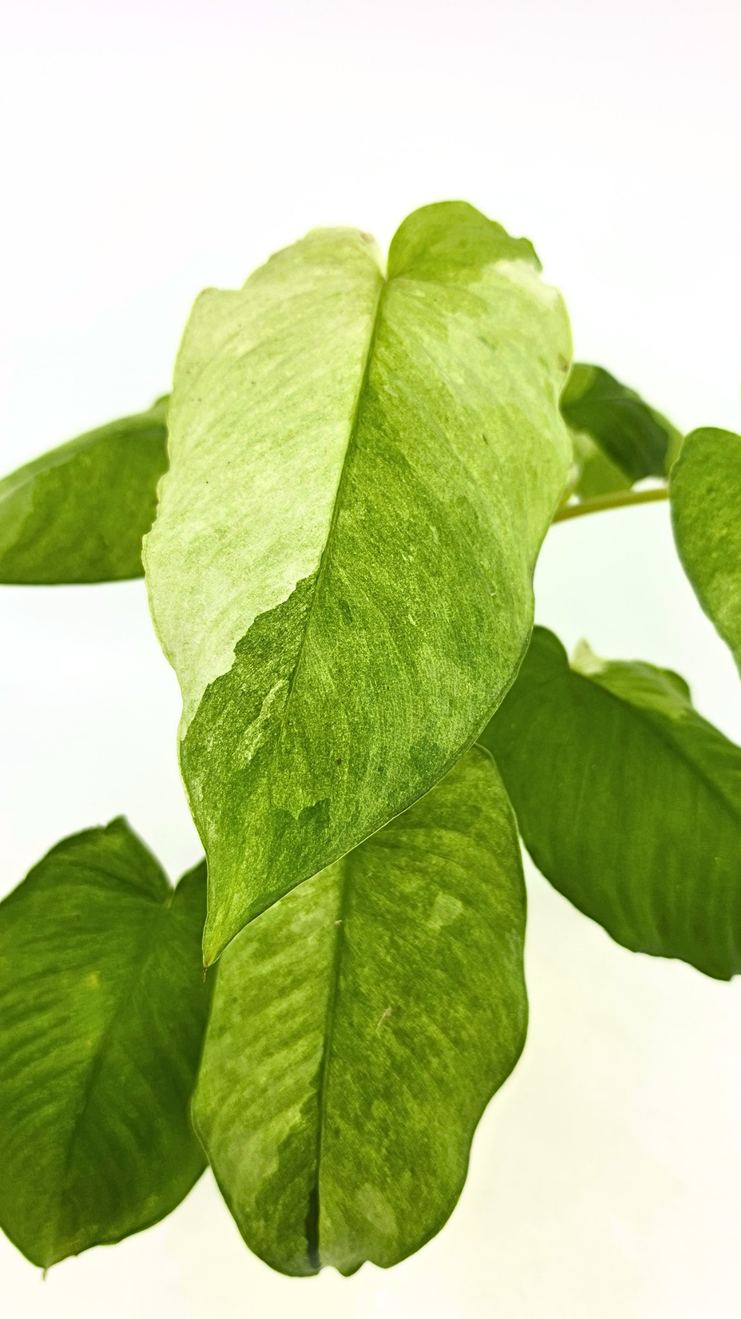 Rare indoor plant Homalomena Sp Borneo Marble Variegated available for sale at rare plant shop The Leaf Gallery in Perth, Western Australia