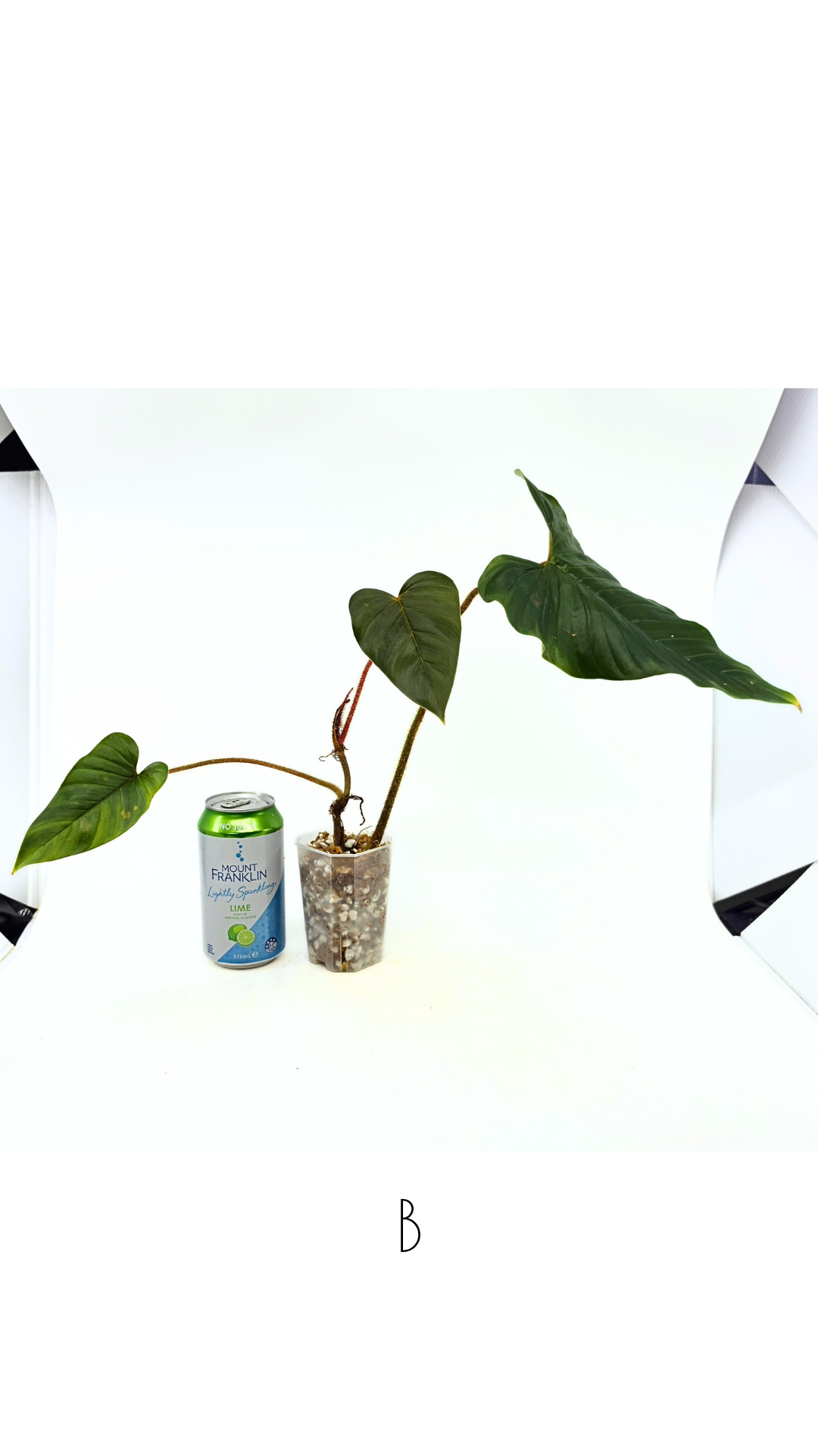Rare indoor plant Philodendron Red Serpens available for sale at rare plant shop The Leaf Gallery in Perth, Western Australia