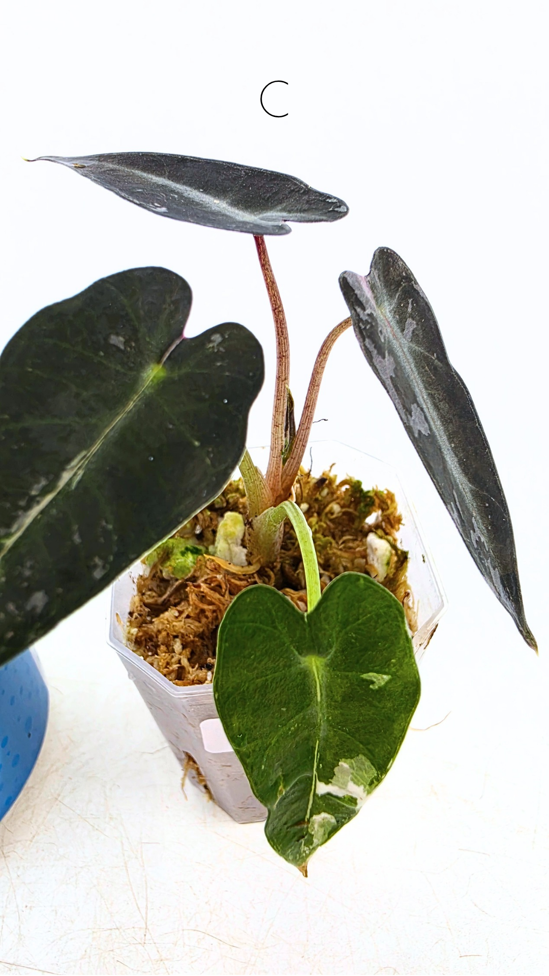 Rare indoor plant Alocasia Amazonica Bambino Pink TC plantlets available for sale at rare houseplant shop The Leaf Gallery in Perth, Western Australia
