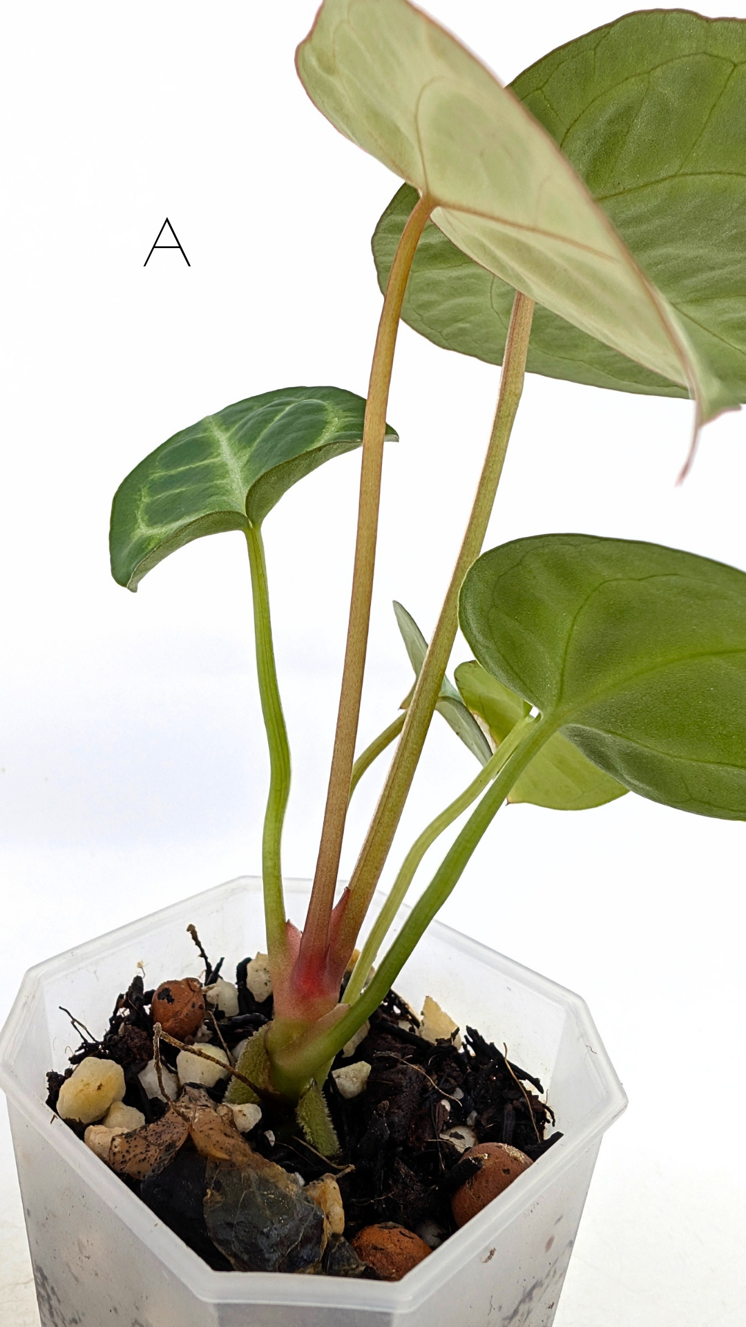 Rare indoor plant Anthurium Magnificum available for sale at rare house plant shop The Leaf Gallery in Perth, Western Australia
