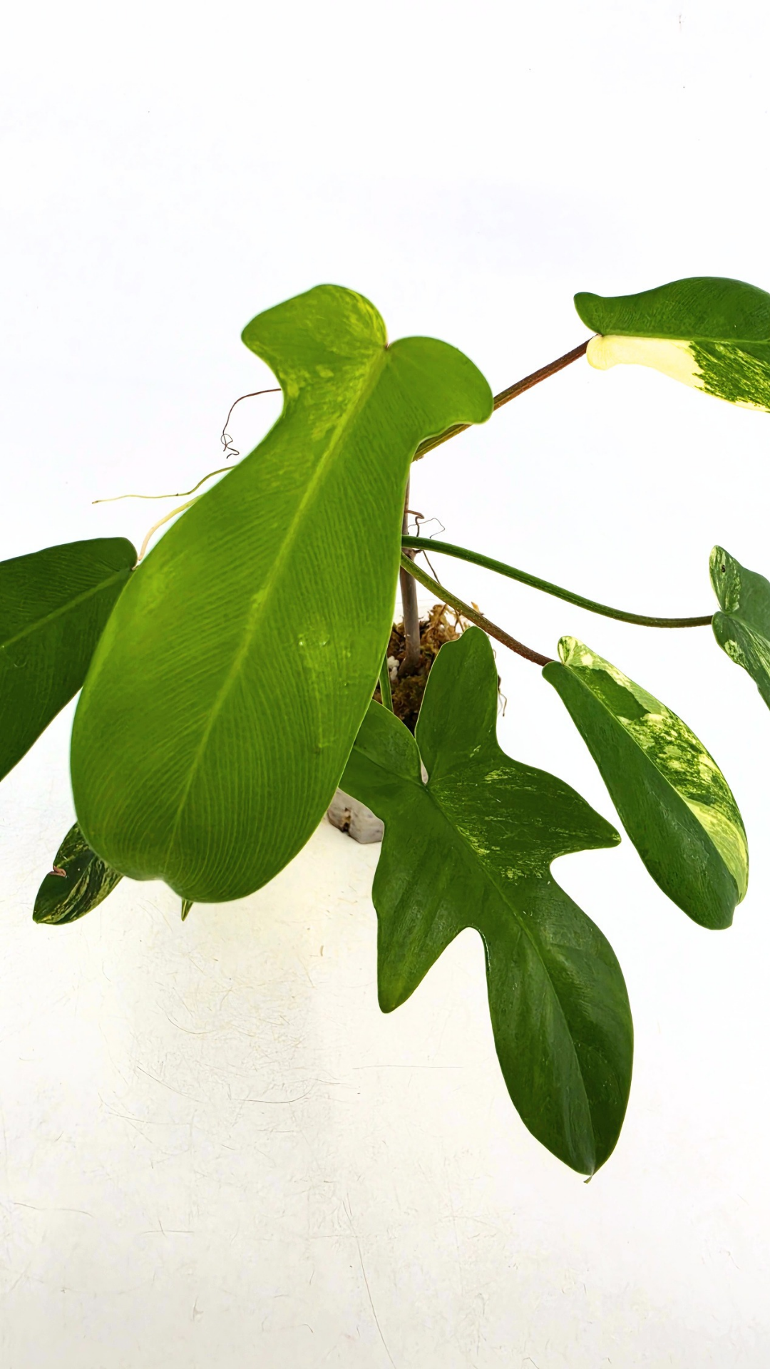 Rare indoor plant Philodendron Florida Beauty Varigated available at rare plant shop The Leaf Gallery in Perth, Western Australia