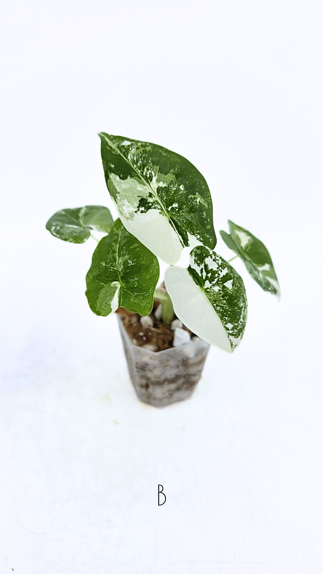 Rare indoor plant Alocasia Frydek Variegated available for sale at rare house plant shop The Leaf Gallery in Perth, Western Australia