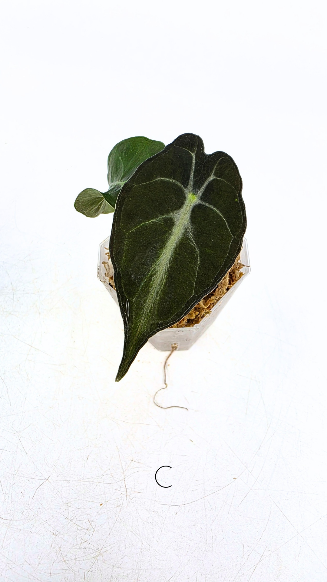 Rare indoor plant Alocasia Venom available for sale at rare house plant shop The Leaf Gallery in Perth, Western Australia.