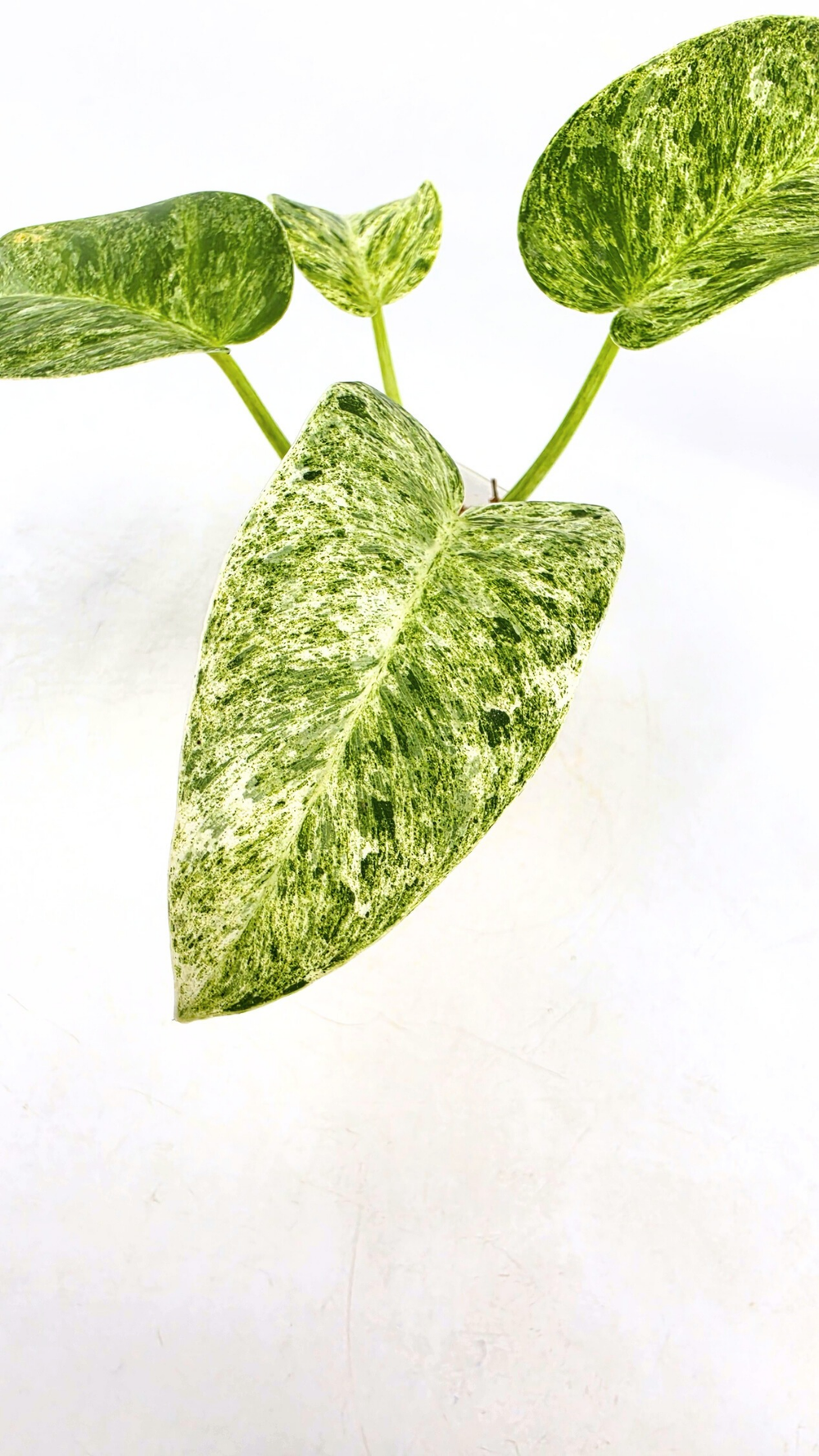 Rare Philodendron Giganteum Blizzard Varigated  The Leaf Gallery