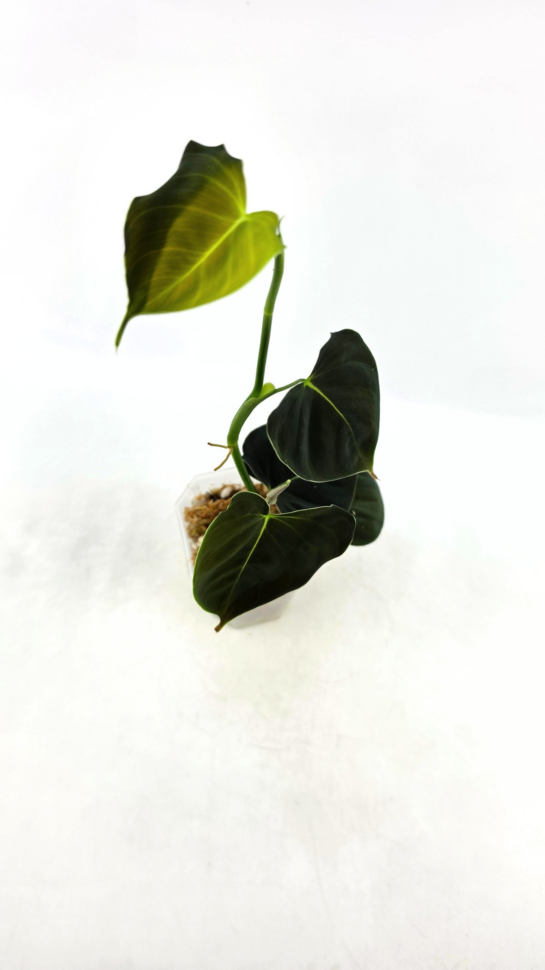 Rare indoor plant Philodendron Lupinum available for sale at rare house plant shop The Leaf Gallery in Perth, Western Australia
