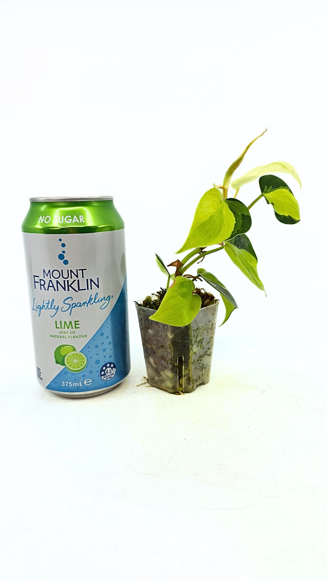 Rare indoor plant Philodendron Cream Splash available at rare plant shop The Leaf Gallery in Perth, Western Australia