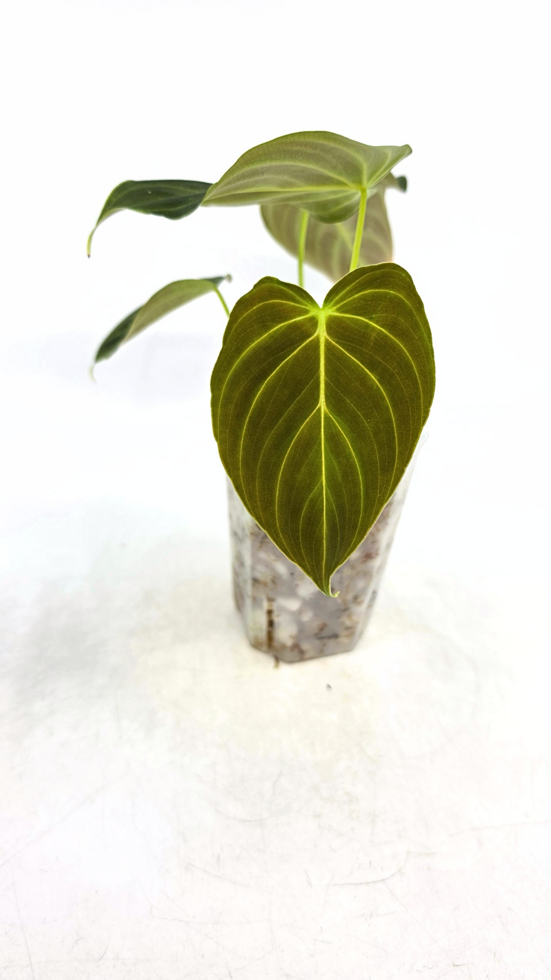 Uncommon indoor plant Philodendron Splendid available for sale at rare house plant shop The Leaf Gallery in Perth, Western Australia