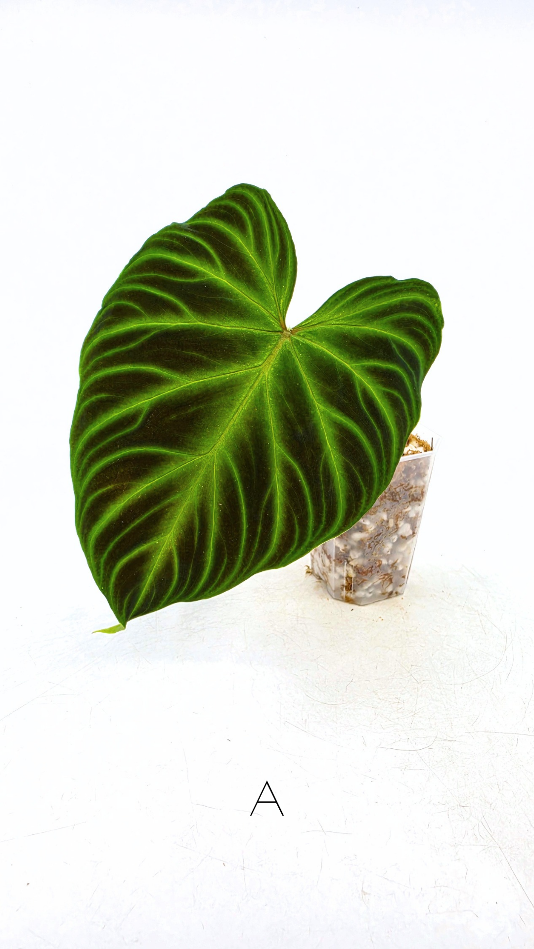 Uncommon indoor plant Philodendron Verrucusom available for sale at rare house plant shop The Leaf Gallery in Perth, Western Australia