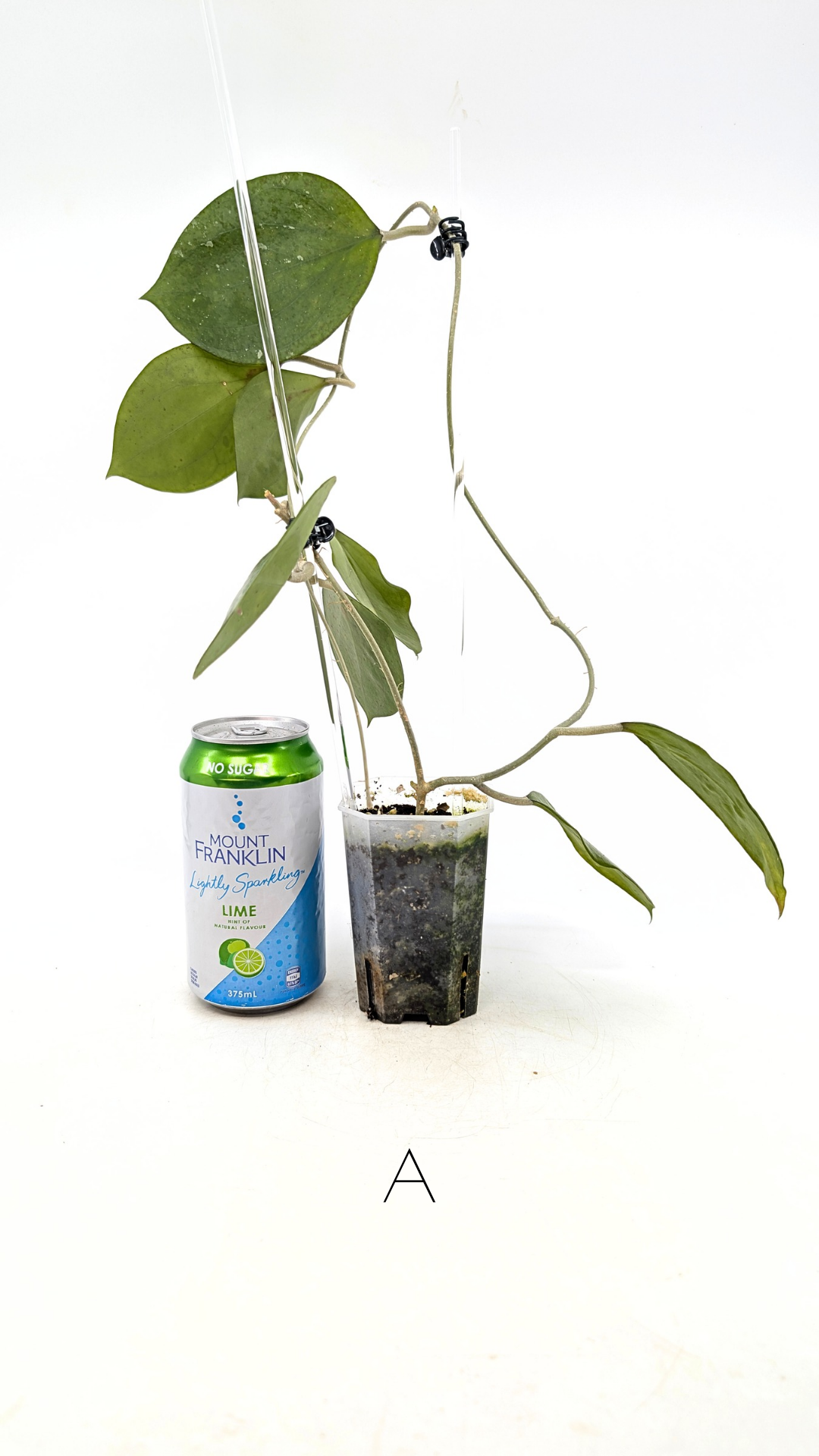 Rare waxplant Hoya Balaensis available for sale at rare indoor plant shop The Leaf Gallery in Perth, Western Australia