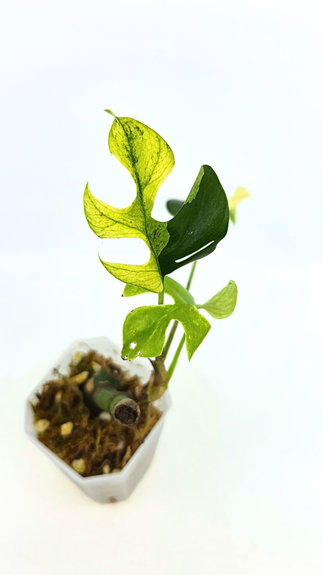 Rare indoor plant Raphidophora Tetrasperma Albo for sale at rare plant shop The Leaf Gallery in Perth, Western Australia