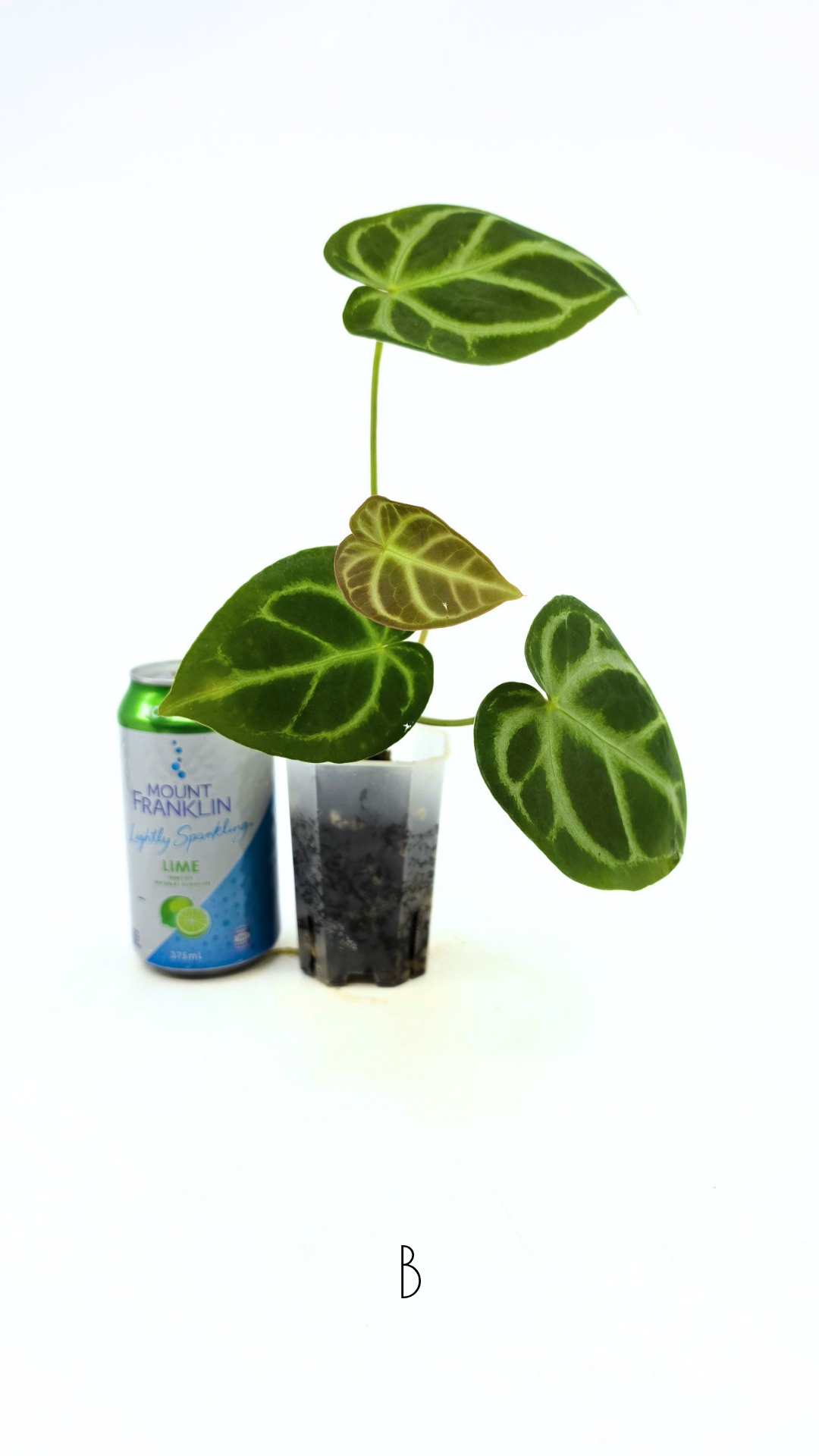 Rare indoor plant Anthurium Magnificum available for sale at rare house plant shop The Leaf Gallery in Perth, Western Australia