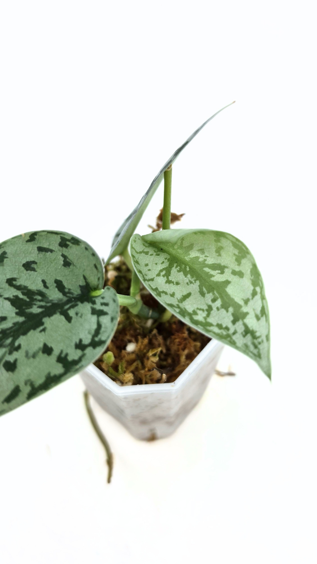 Uncommon indoor plant scindapsus pictus Silver Lady available for sale at rare plant shop The Leaf Gallery in Perth, Western Australia.