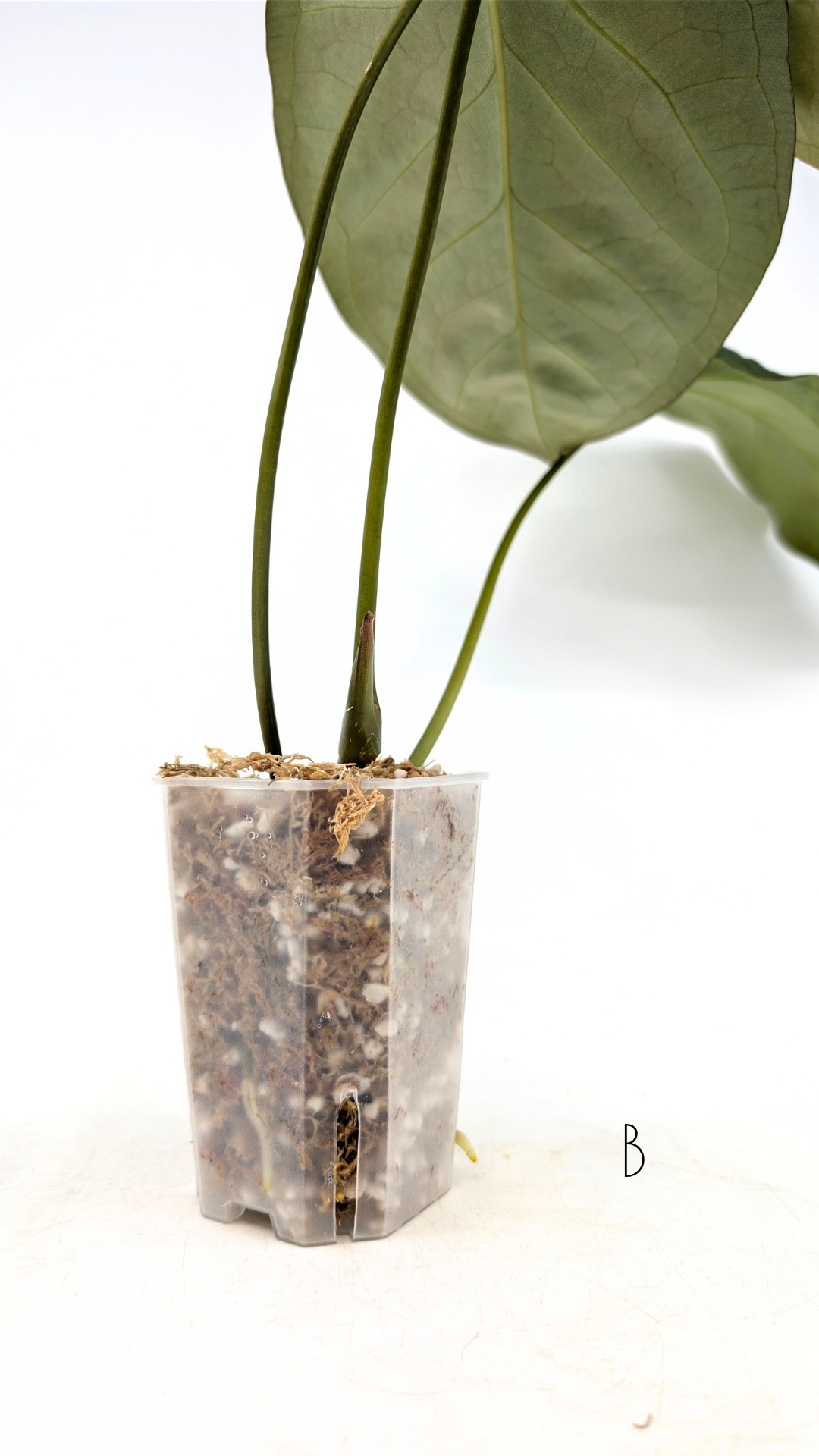 Uncommon indoor plant Anthurium Bosworth Beauty x Crystallinum available for sale at rare plant shop The Leaf Gallery in Perth, Western Australia