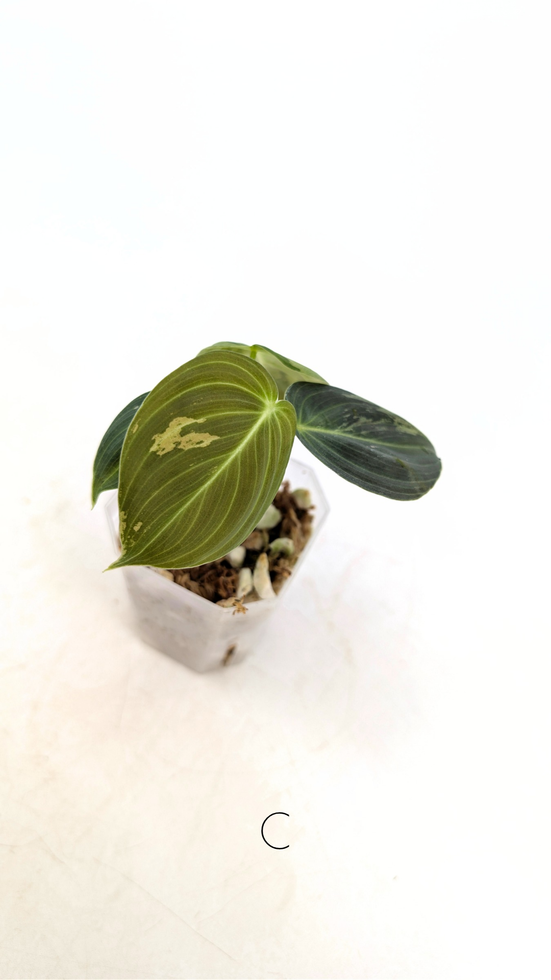 Rare plant Philodendron Melanochrysum Varigated available for sale at rare plant shop The Leaf Gallery in Perth, Western Australia