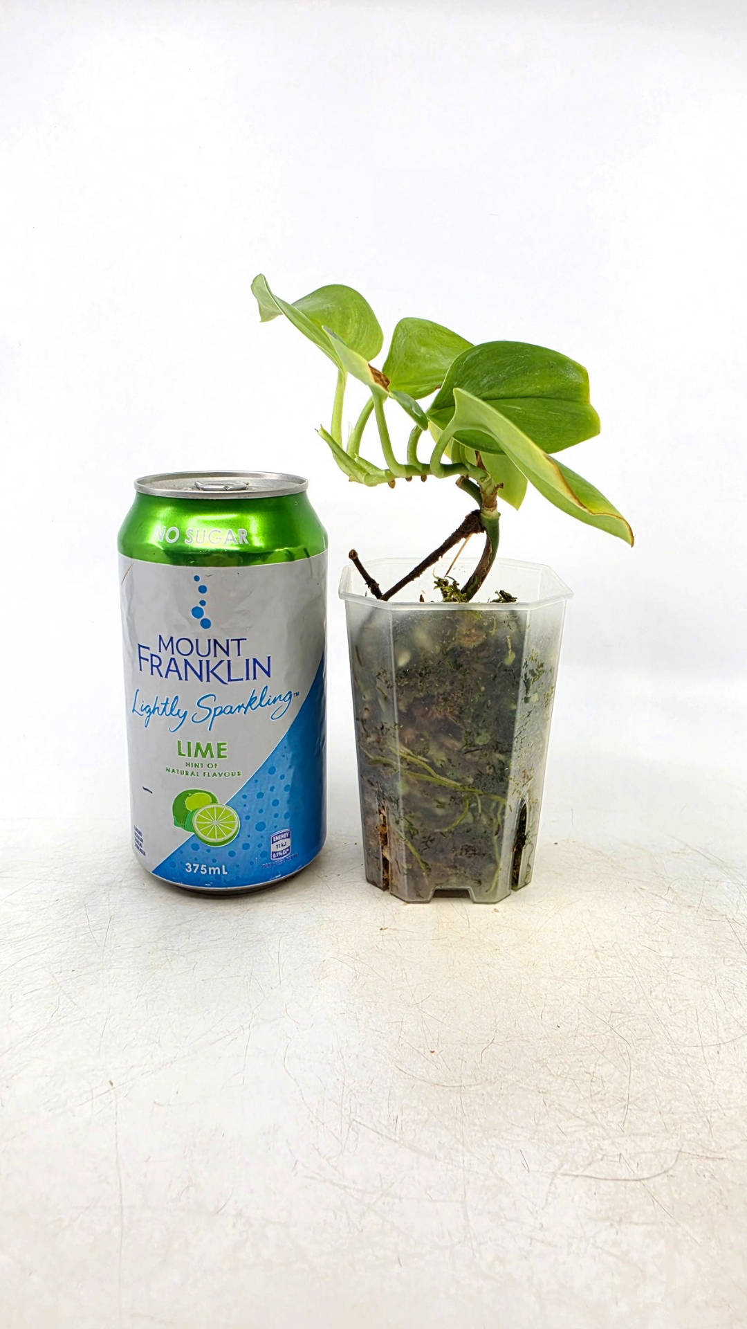 Rare indoor plant Scindapsus Treubii Moonlight available for sale at rare house plant shop The Leaf Gallery in Perth, Western Australia