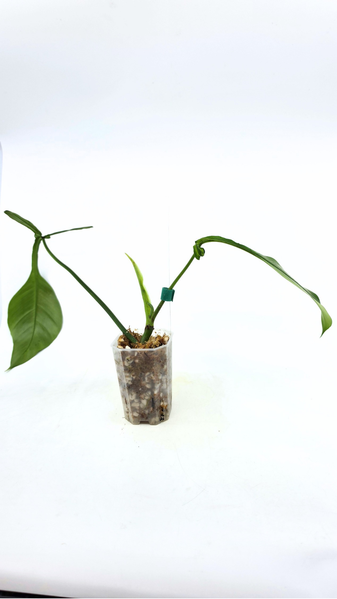Rare indoor plant Philodendron Joepii available at rare house plant shop The Leaf Gallery in Perth, Western Australia