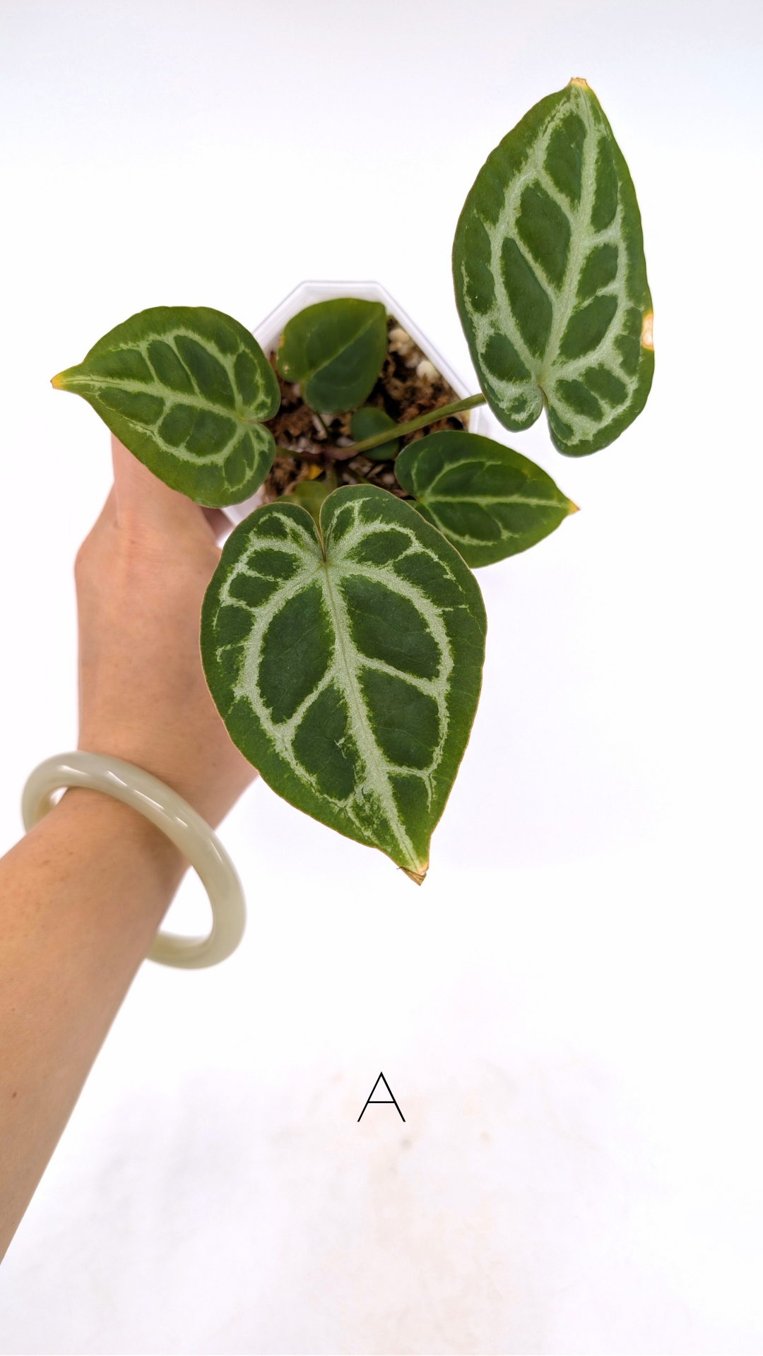 Rare anthurium hybrid Anthurium red dorayaki mutation with Anthurium Michelle by The Leaf Gallery in Perth, Western Australia